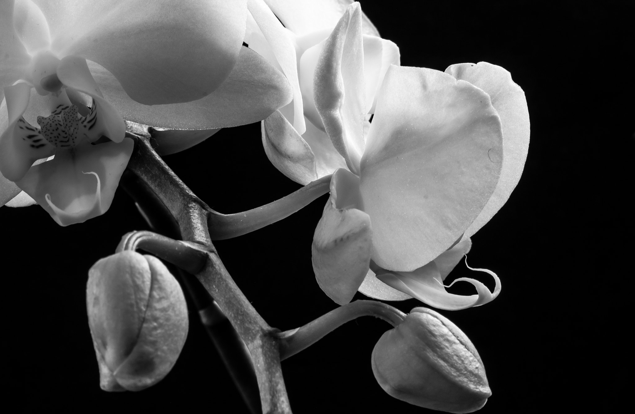 Canon EF-S 60mm F2.8 Macro USM sample photo. White orchid black photography