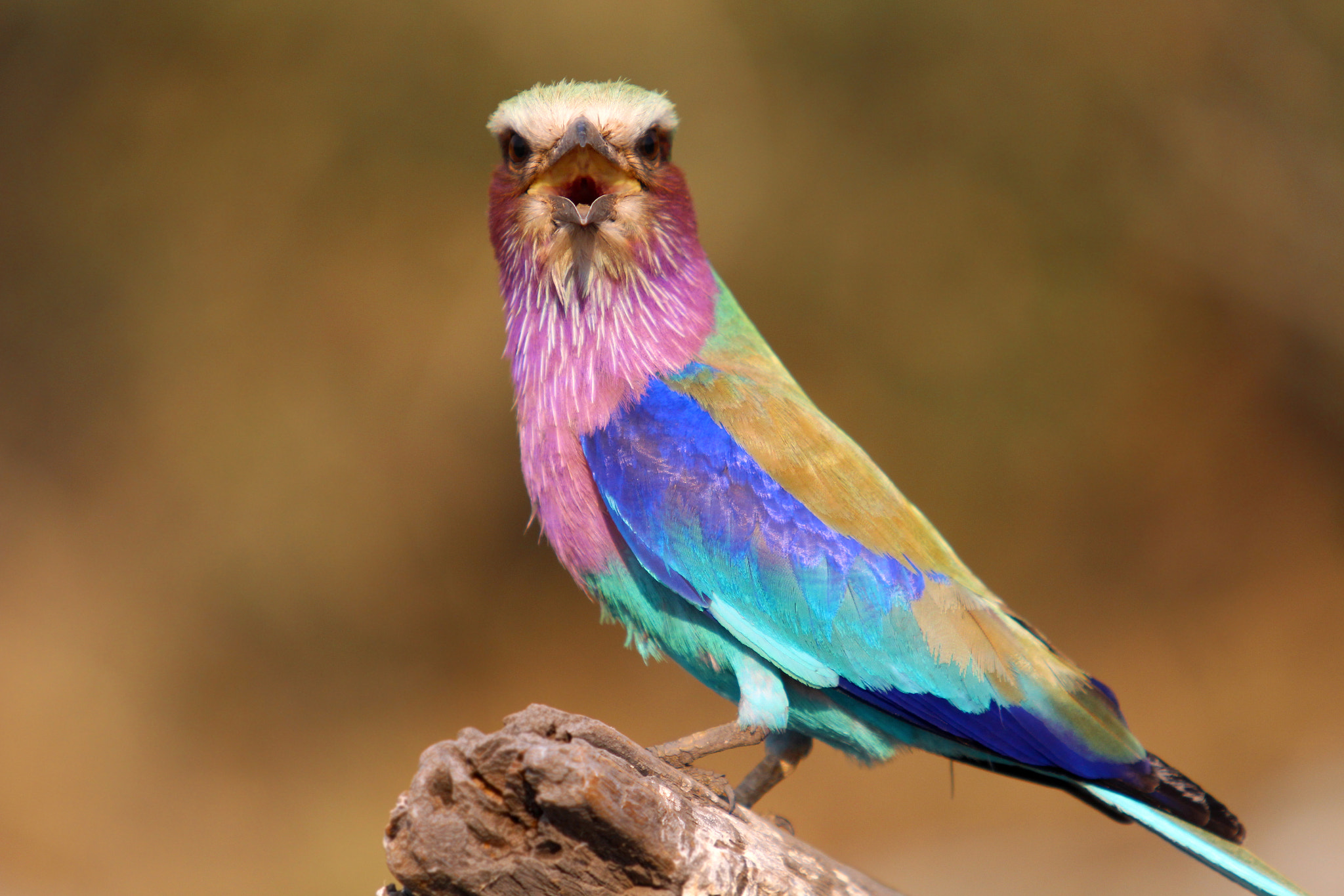 Canon EOS 650D (EOS Rebel T4i / EOS Kiss X6i) + Canon EF 70-200mm F2.8L USM sample photo. Lilac-breasted roller photography