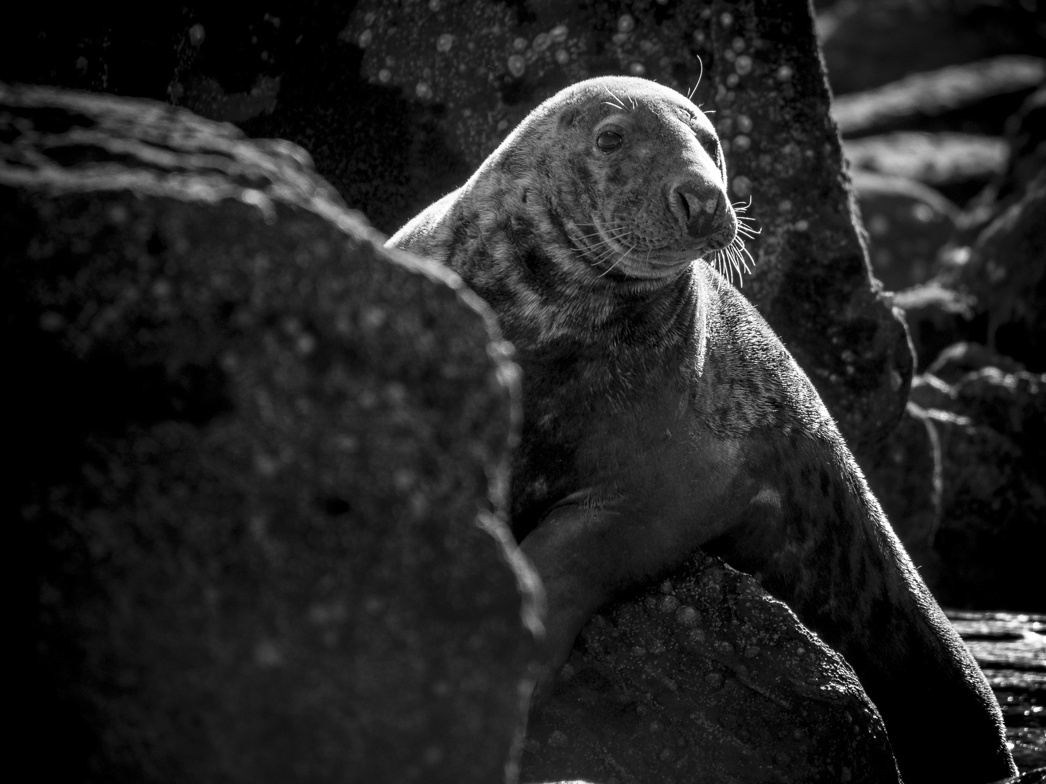Olympus OM-D E-M5 sample photo. Seal photography