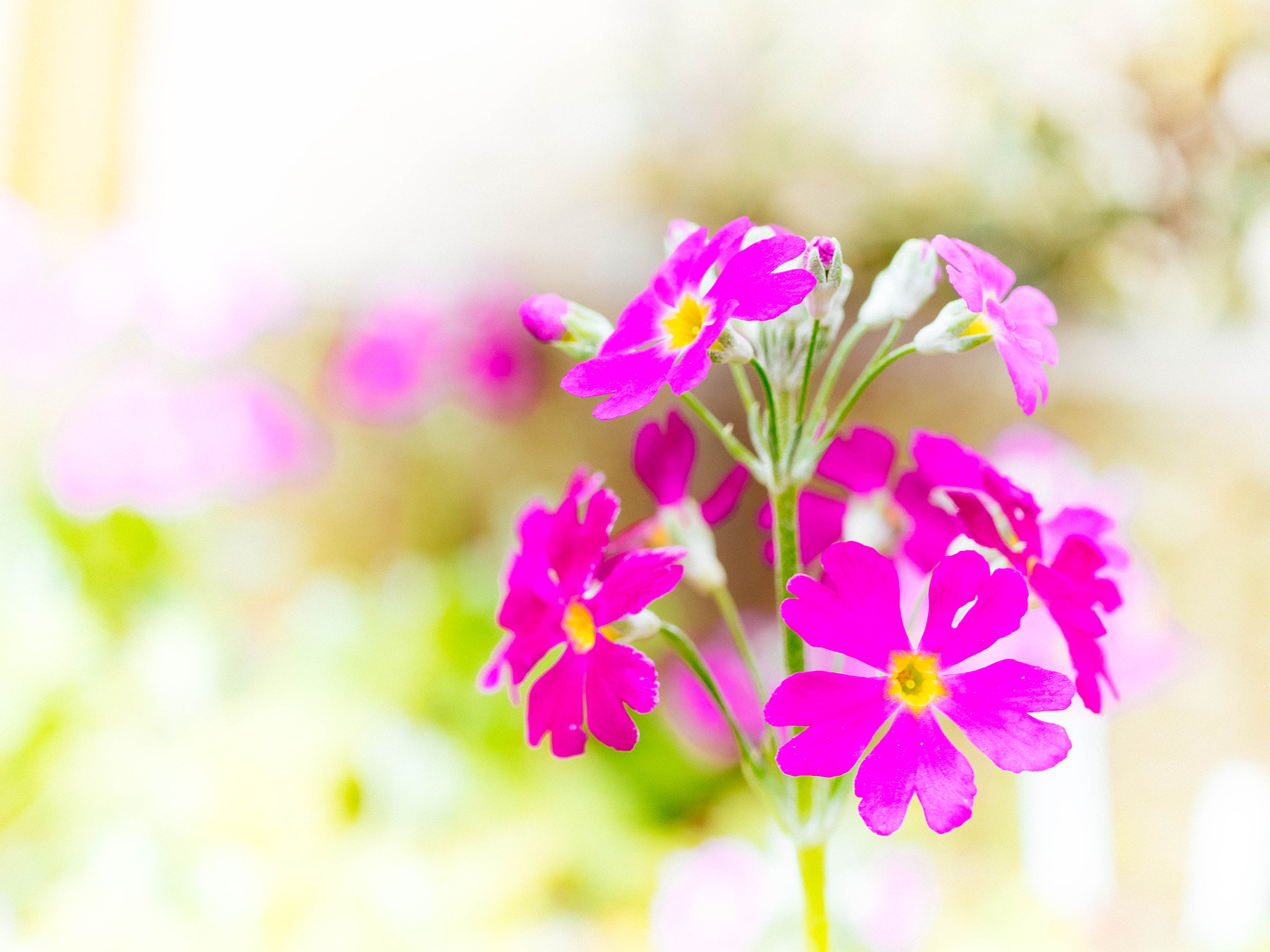 Panasonic Lumix G Macro 30mm F2.8 ASPH Mega OIS sample photo. Western primrose photography
