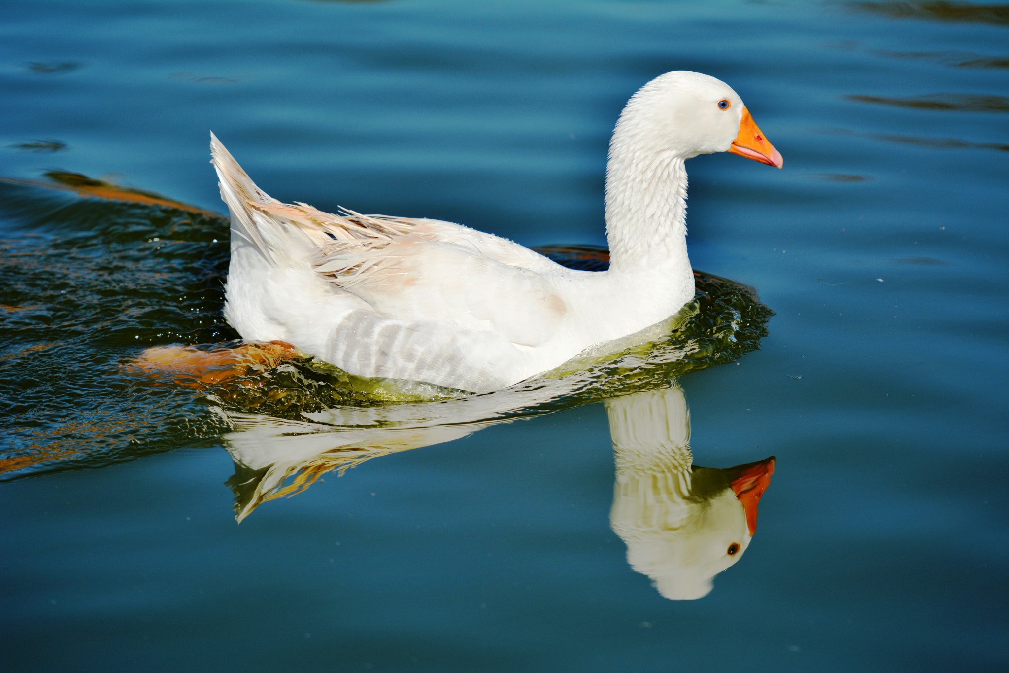 Nikon AF-S Nikkor 70-200mm F2.8G ED VR II sample photo. Canard photography