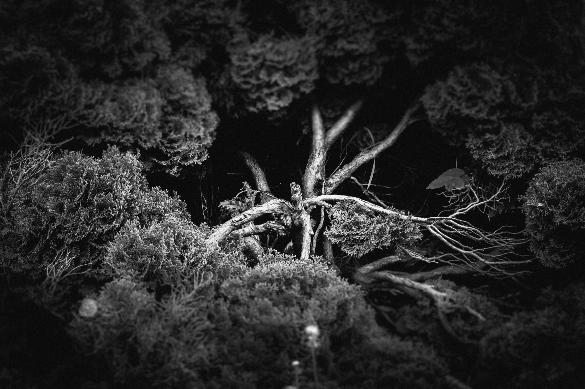 Sony Alpha NEX-3N sample photo. Thuja photography