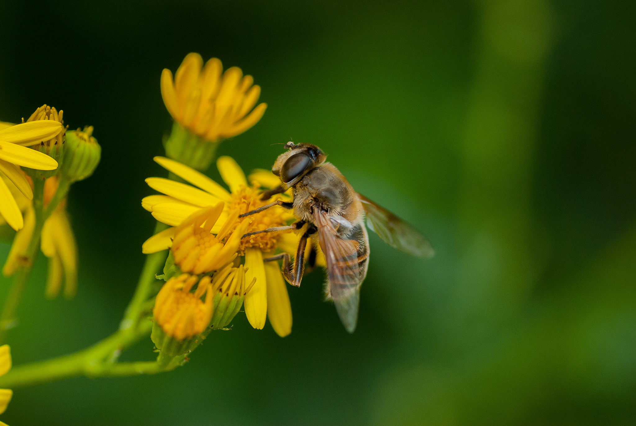 Nikon D200 sample photo. Hoverfly photography