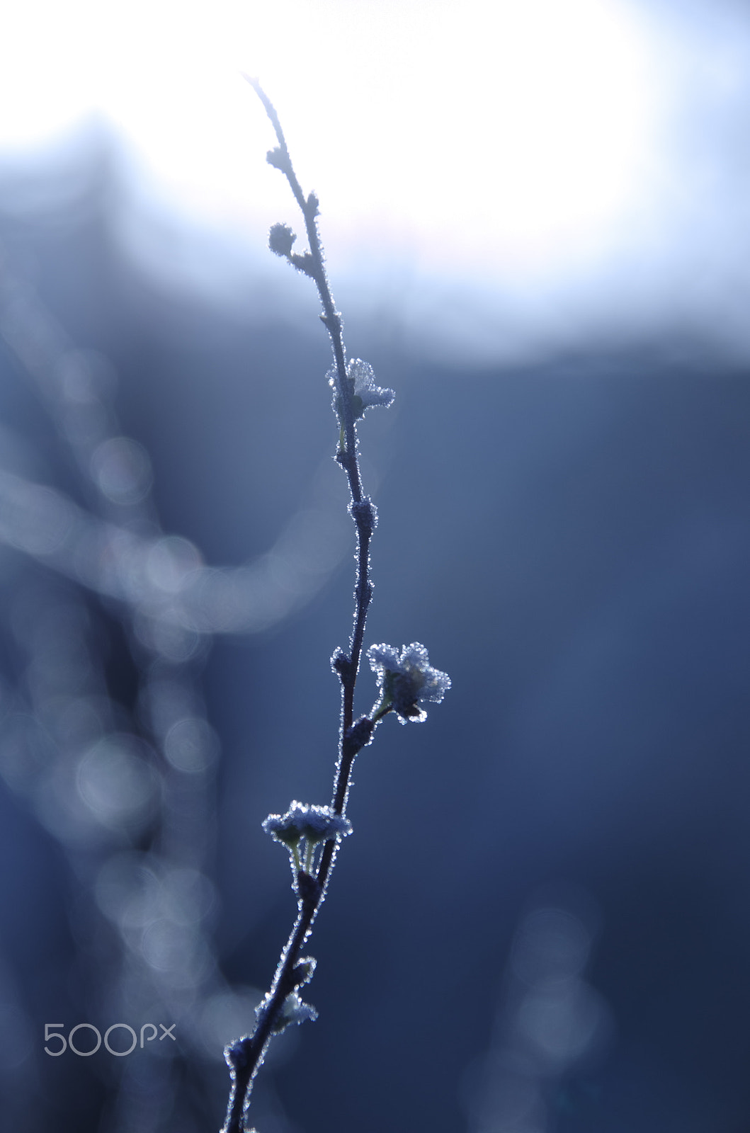 Pentax K-5 IIs sample photo. Frozen　flowers and the light photography