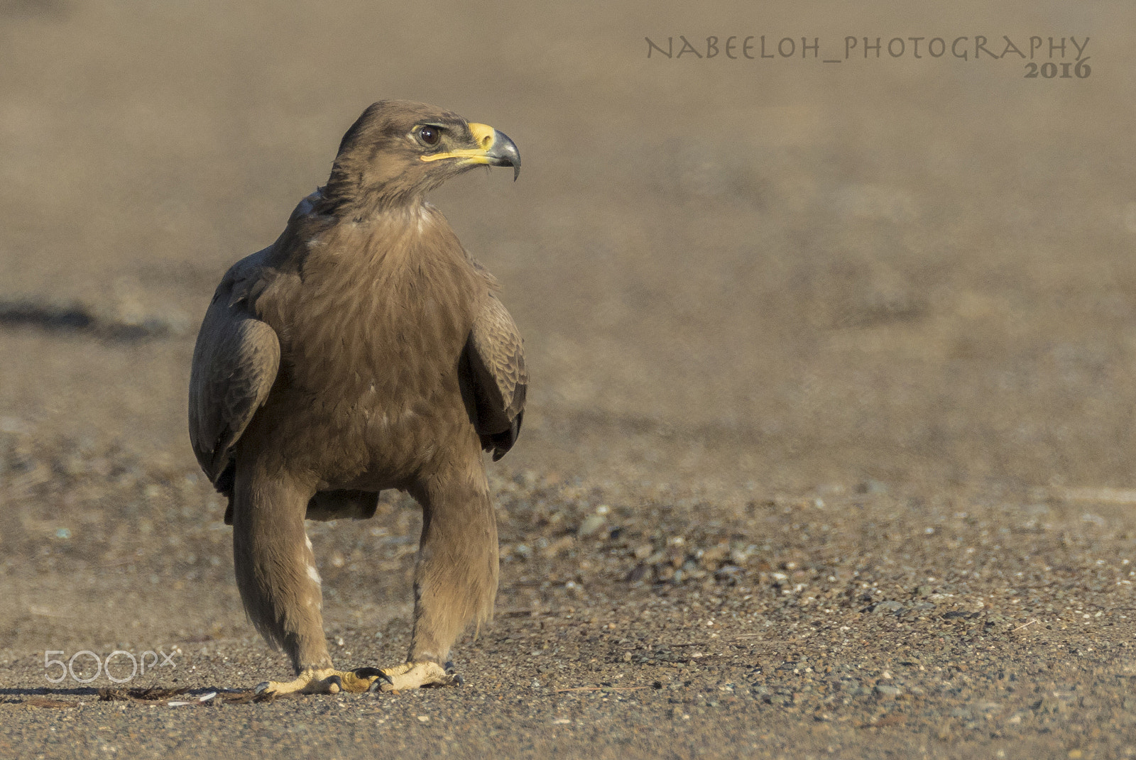 Canon EF 800mm F5.6L IS USM sample photo. عقاب السهول photography