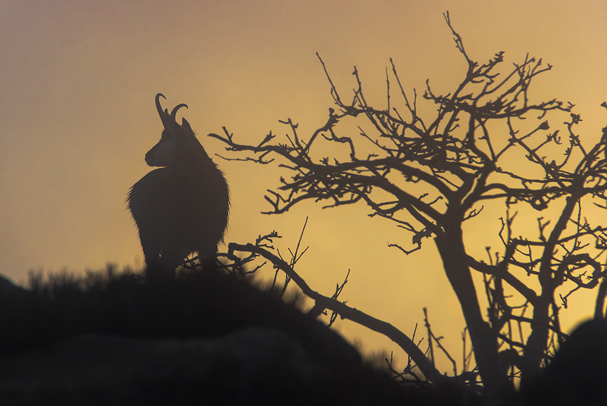 Pentax K-3 sample photo. Chamois photography