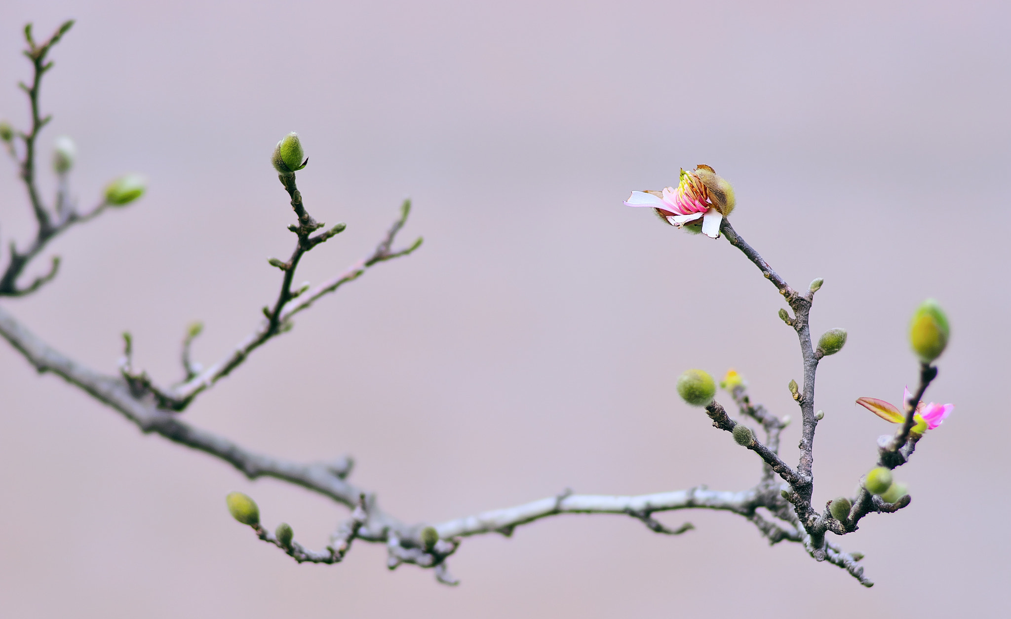 135mm F2.8[T4.5] STF sample photo. Wait for the spring. photography