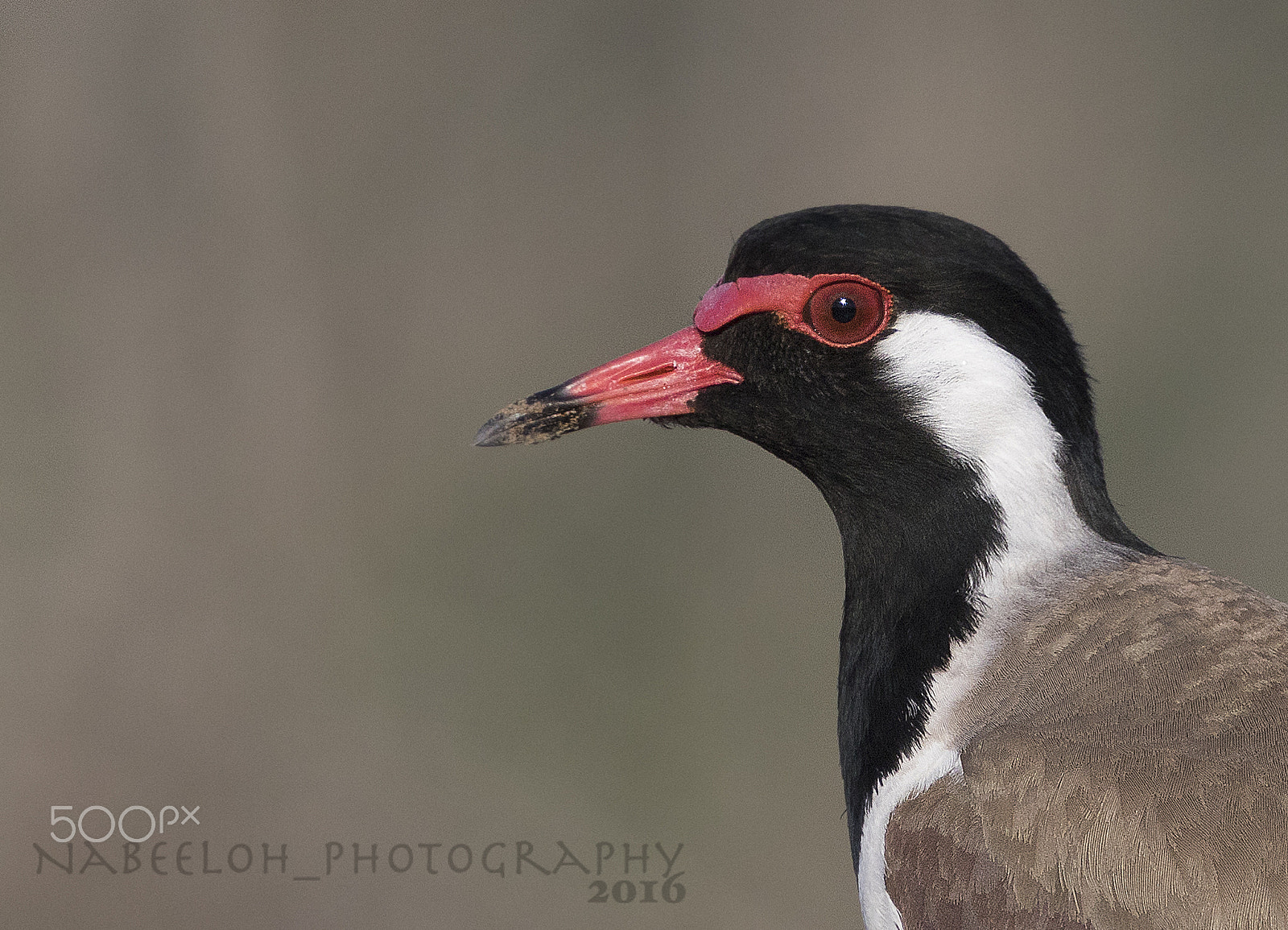 Canon EF 800mm F5.6L IS USM sample photo. الزقزاق photography