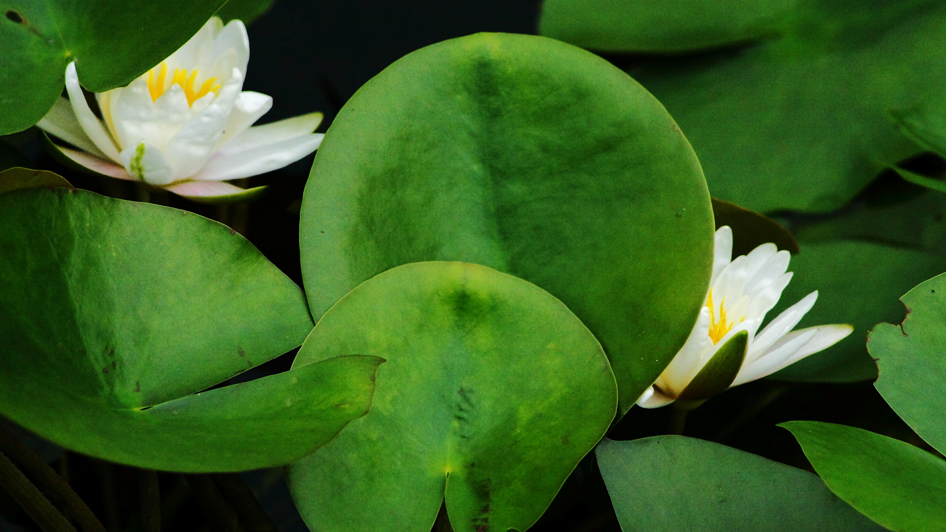 Canon EOS 40D + Canon 70-300mm sample photo. 欲露还羞 photography