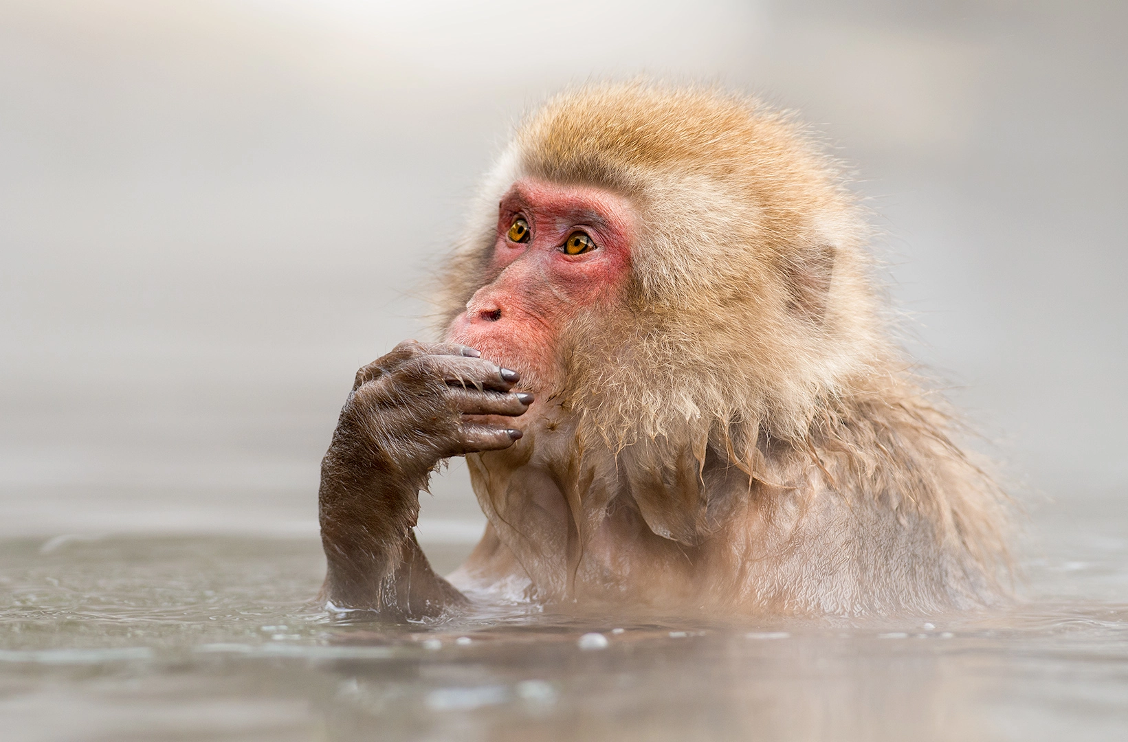 Nikon AF-S Nikkor 300mm F2.8G ED VR II sample photo. Snow monkey photography