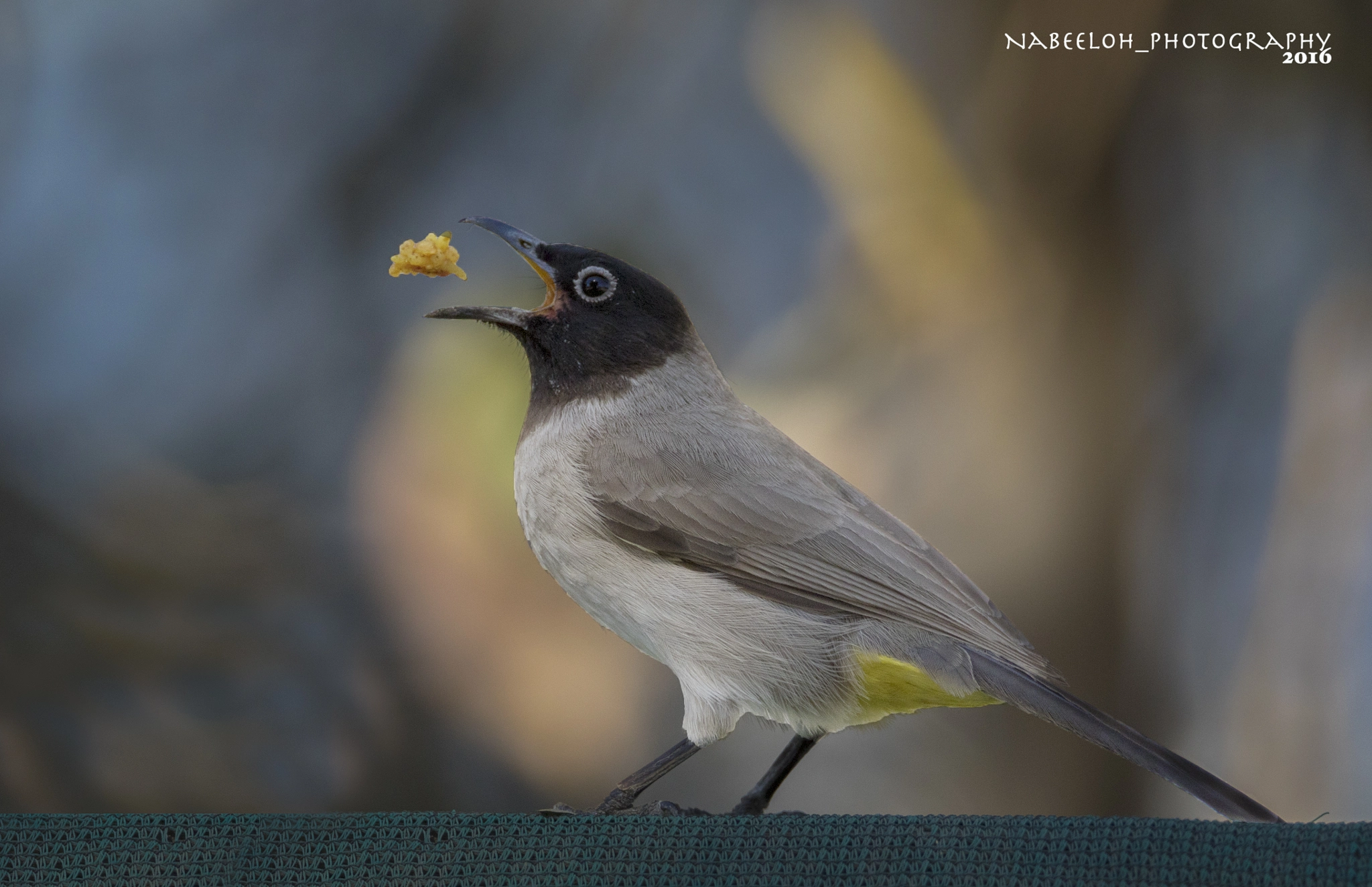 Canon EF 800mm F5.6L IS USM sample photo. الهدهد photography
