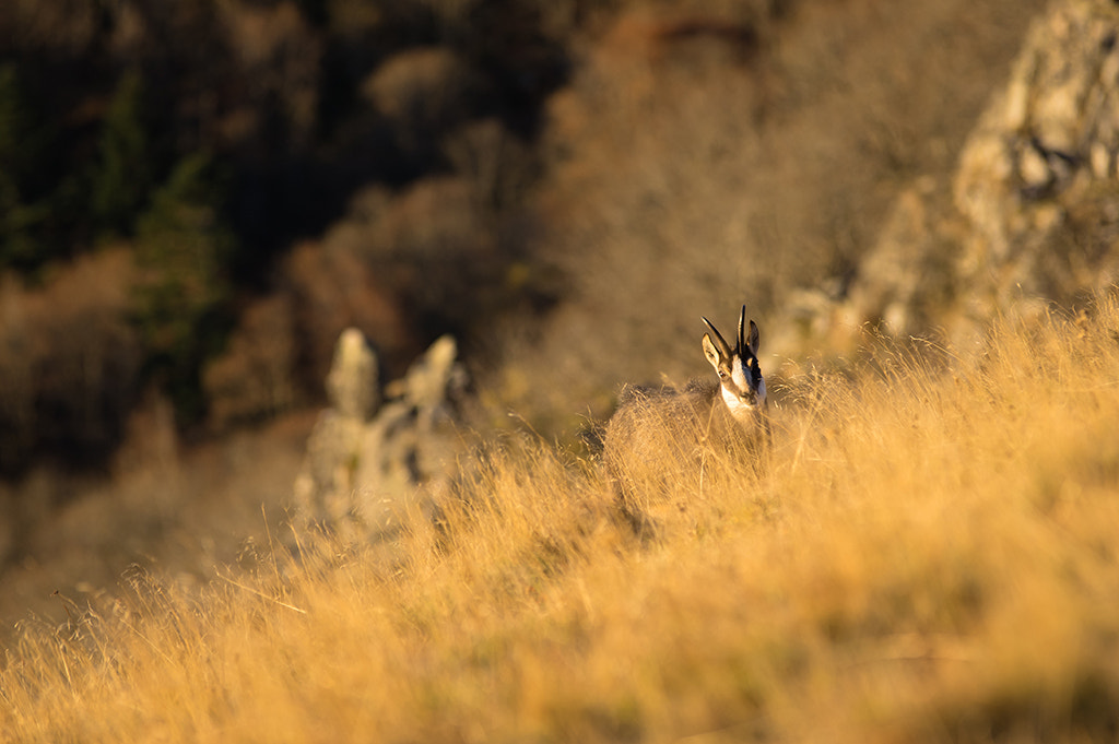 Pentax K-3 sample photo. Bonjour! photography
