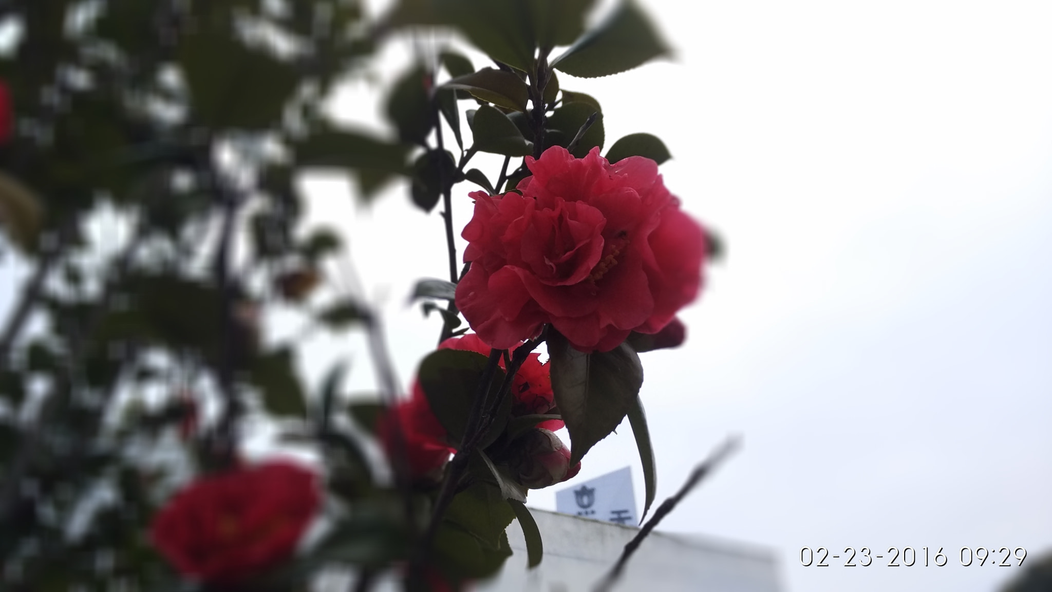 Xiaomi MI NOTE Pro sample photo. Camellia photography