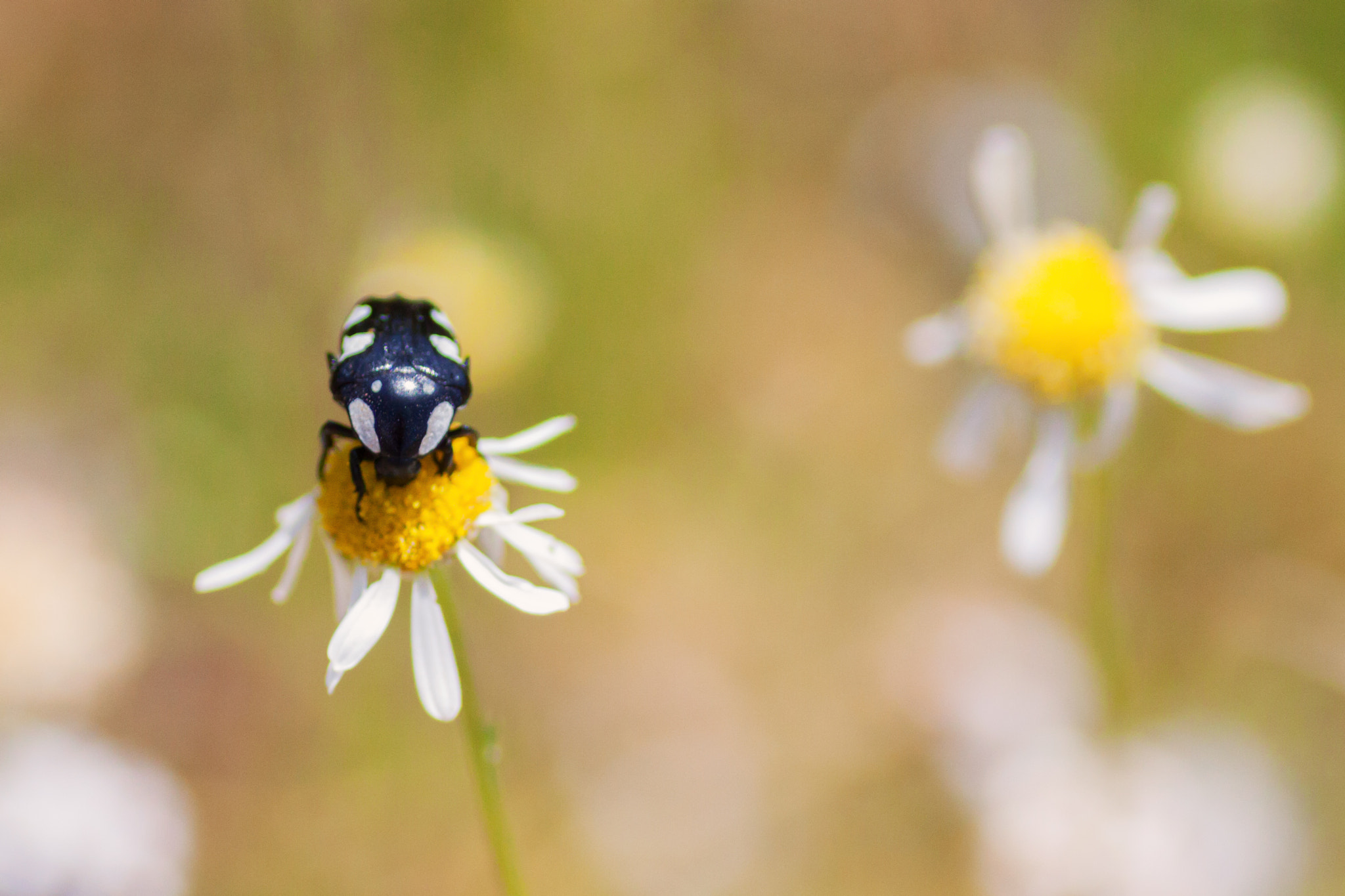 Canon EOS 50D + Tamron SP AF 90mm F2.8 Di Macro sample photo. Flower power photography