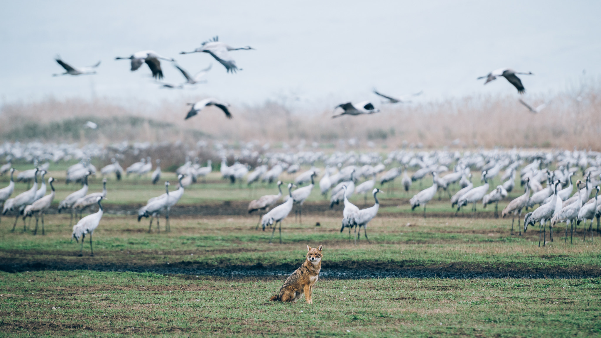 Nikon AF-S Nikkor 70-200mm F2.8G ED VR II sample photo. Jackal's paradise photography