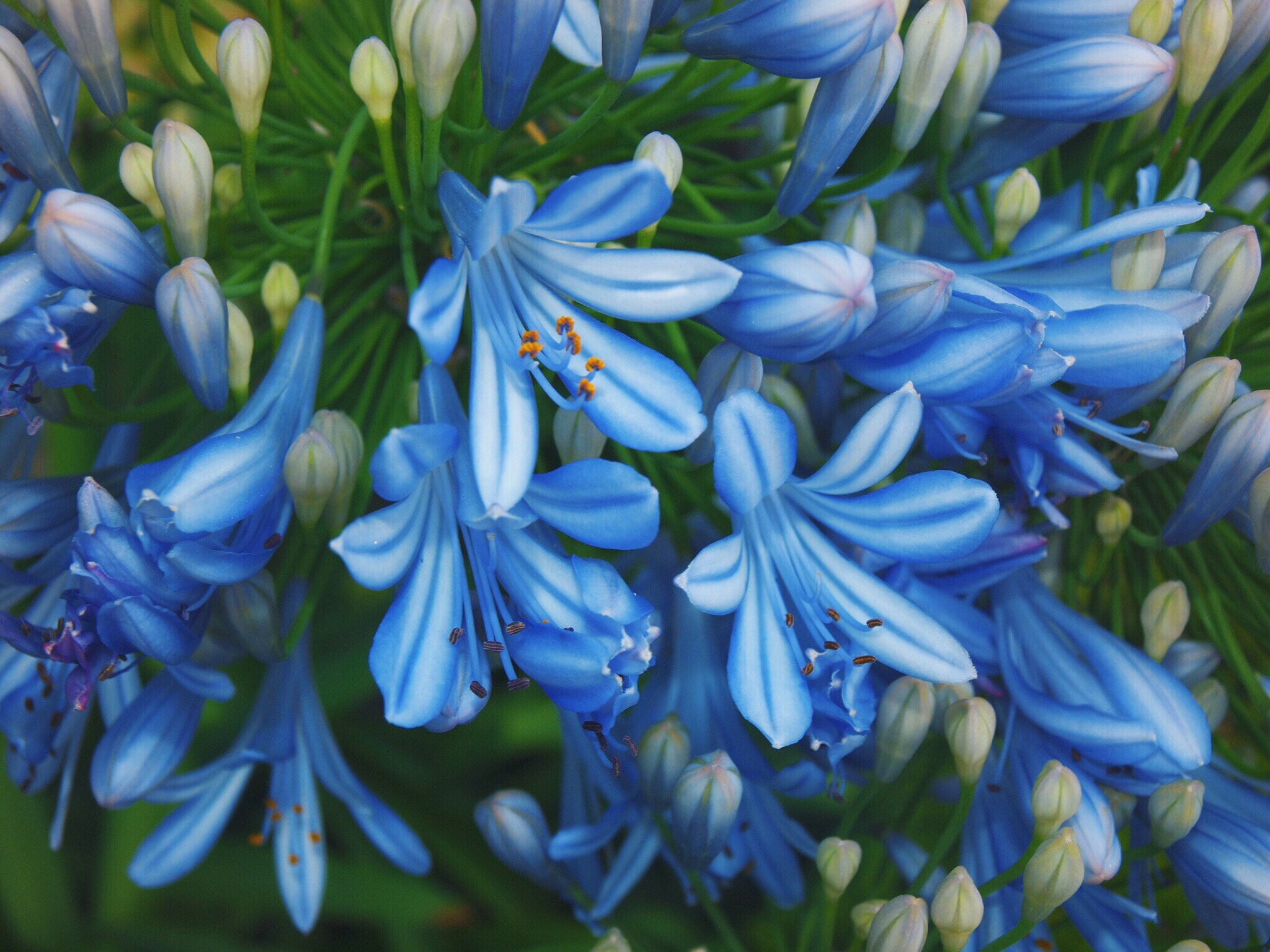Olympus E-600 (EVOLT E-600) sample photo. Blue flowers photography