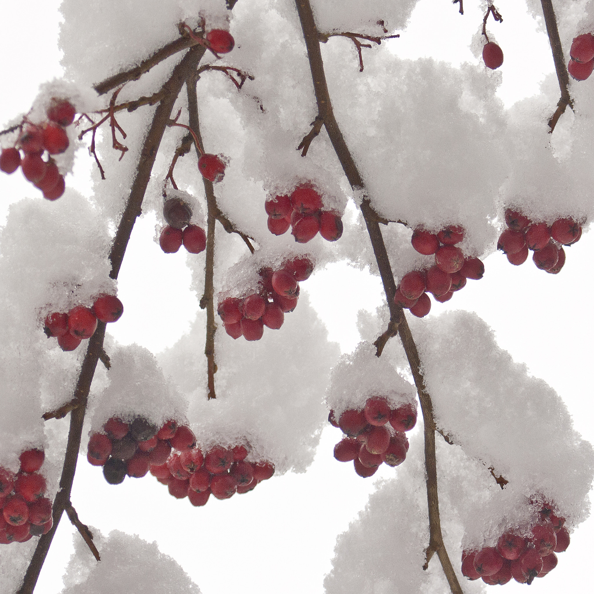 Canon EF 35-70mm f/3.5-4.5 sample photo. Snowberries photography