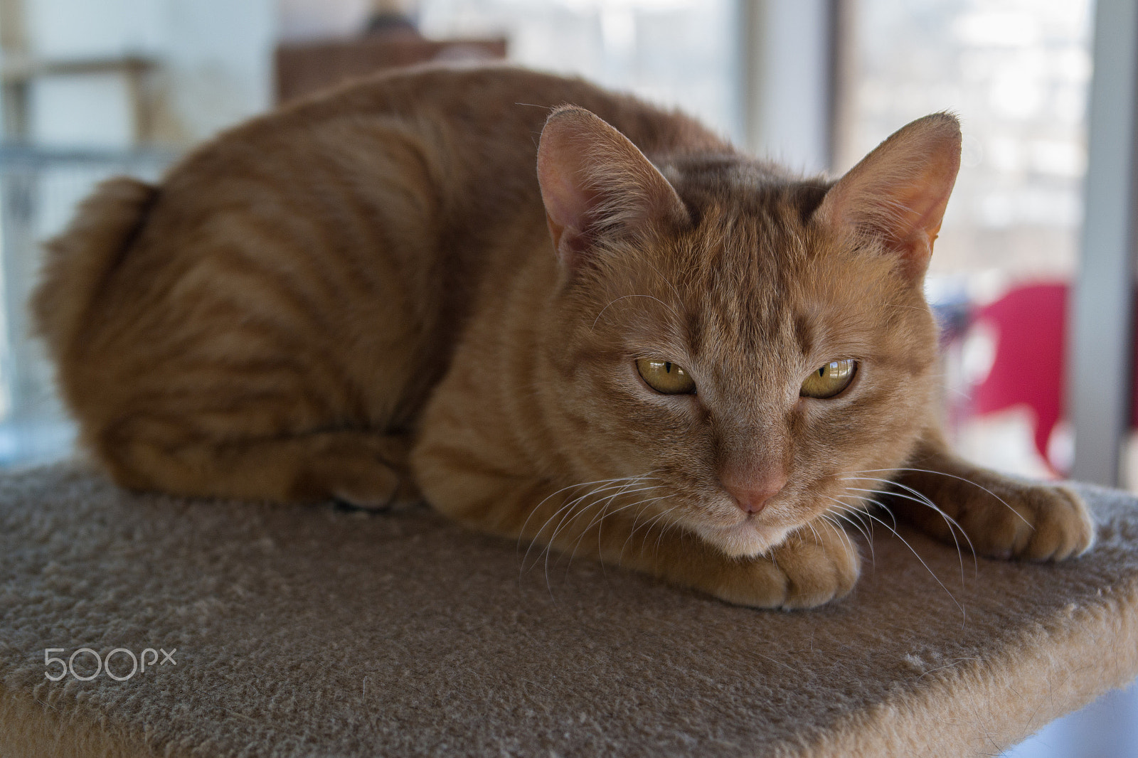 Samsung NX300 + Samsung NX 20-50mm F3.5-5.6 ED sample photo. Cat cafe photography