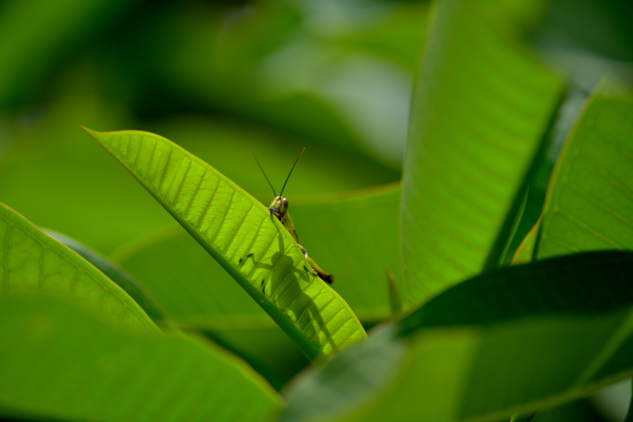 Nikon AF Nikkor 180mm F2.8D ED-IF sample photo. Grasshopper photography