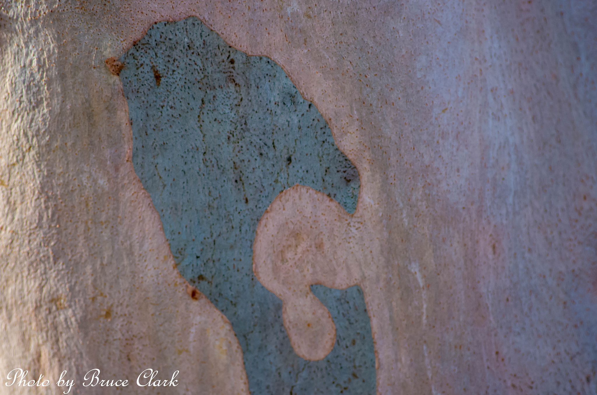 Pentax K-5 IIs + Sigma sample photo. Bark picture photography