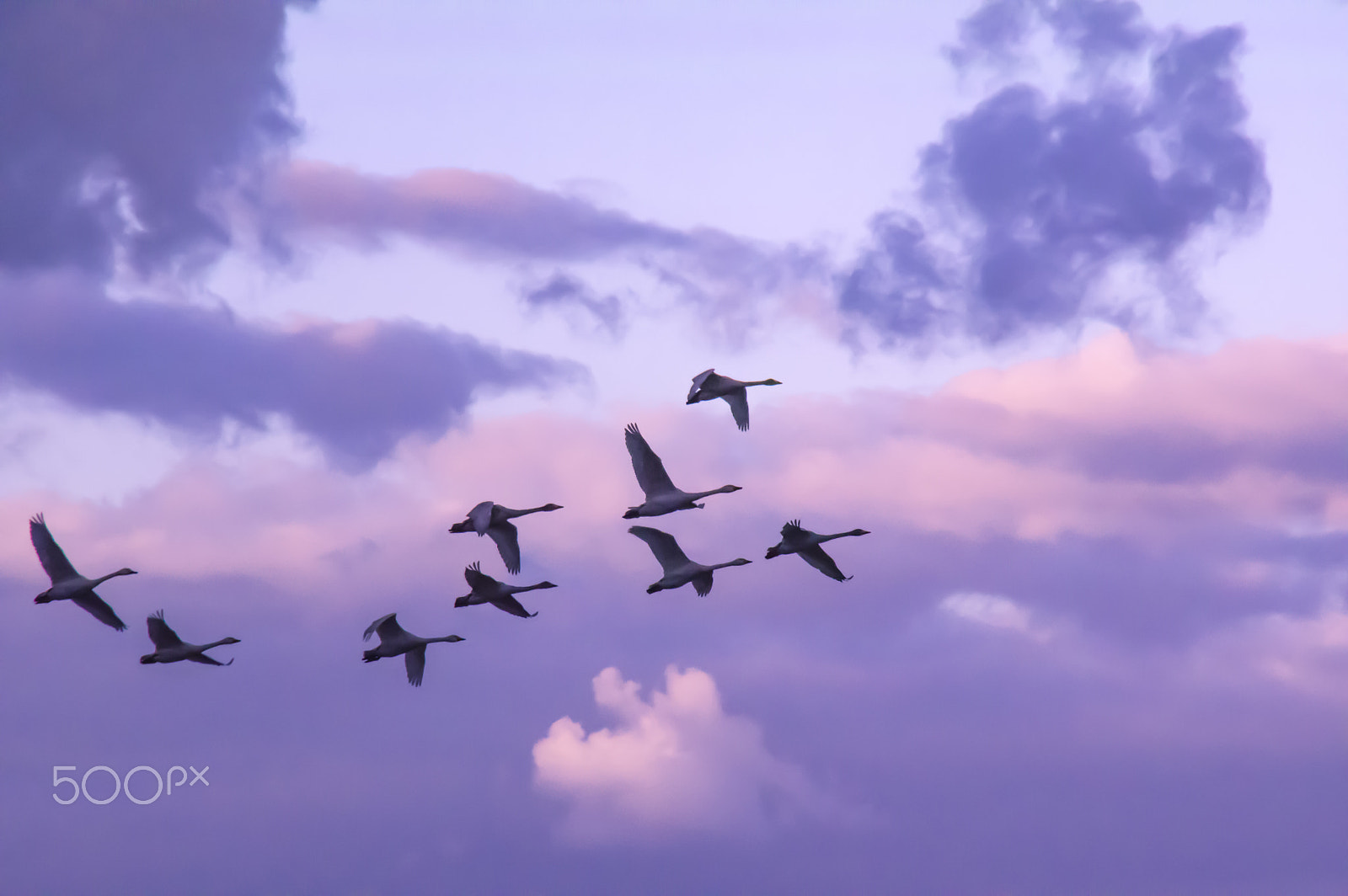 Tamron AF 18-200mm F3.5-6.3 XR Di II LD Aspherical (IF) Macro sample photo. " 白鳥の朝 "the morning at the swan photography