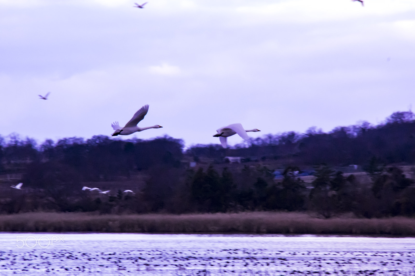 Tamron AF 18-200mm F3.5-6.3 XR Di II LD Aspherical (IF) Macro sample photo. " 白鳥の朝 "the morning at the swan photography