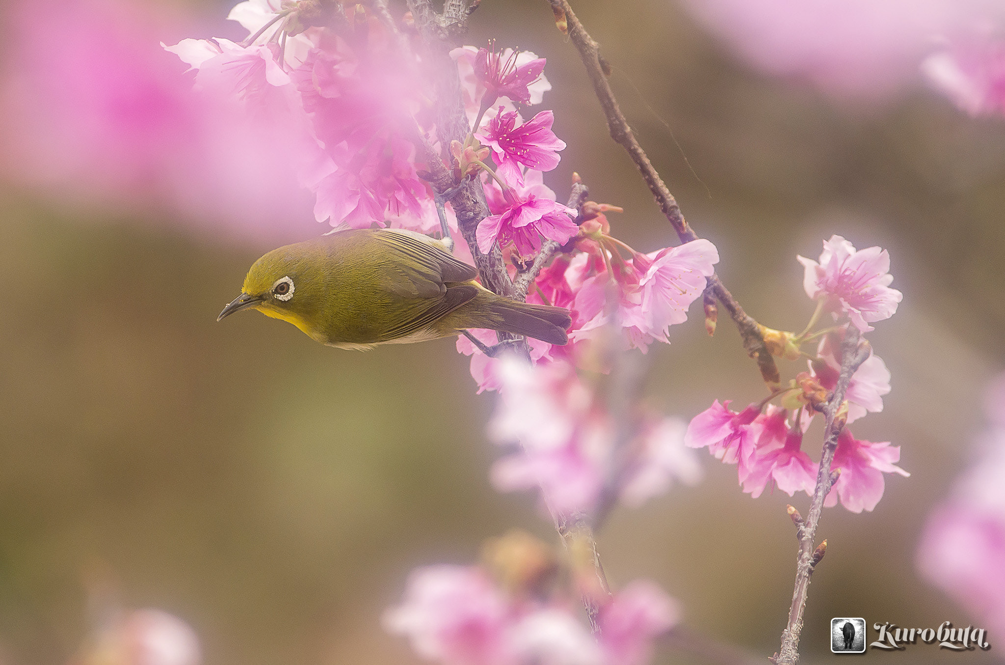 Pentax smc DA* 300mm F4.0 ED (IF) SDM sample photo. Shooting with the white-eye and cherry soft filter photography