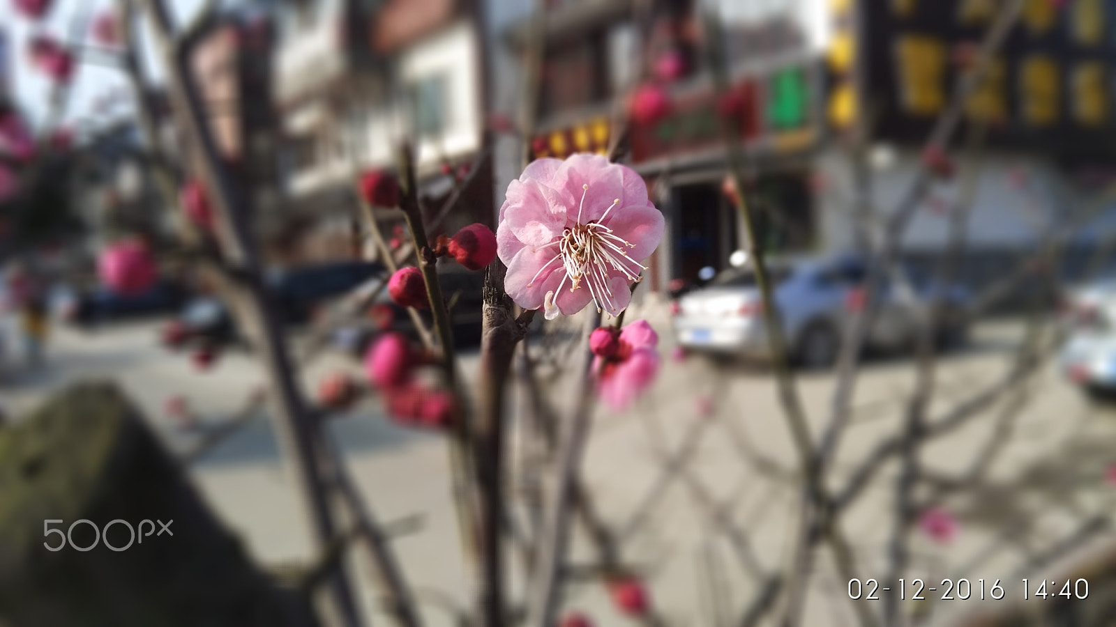 Xiaomi MI NOTE Pro sample photo. Wintersweet photography