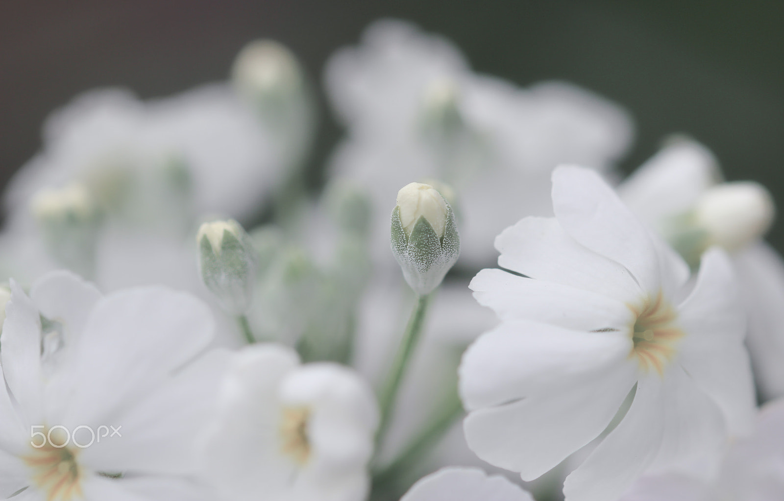 Sigma 105mm F2.8 EX DG OS HSM sample photo. Upon clouds photography