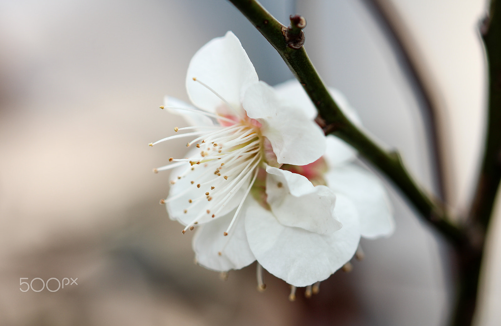 Sigma 105mm F2.8 EX DG OS HSM sample photo. Dancer photography