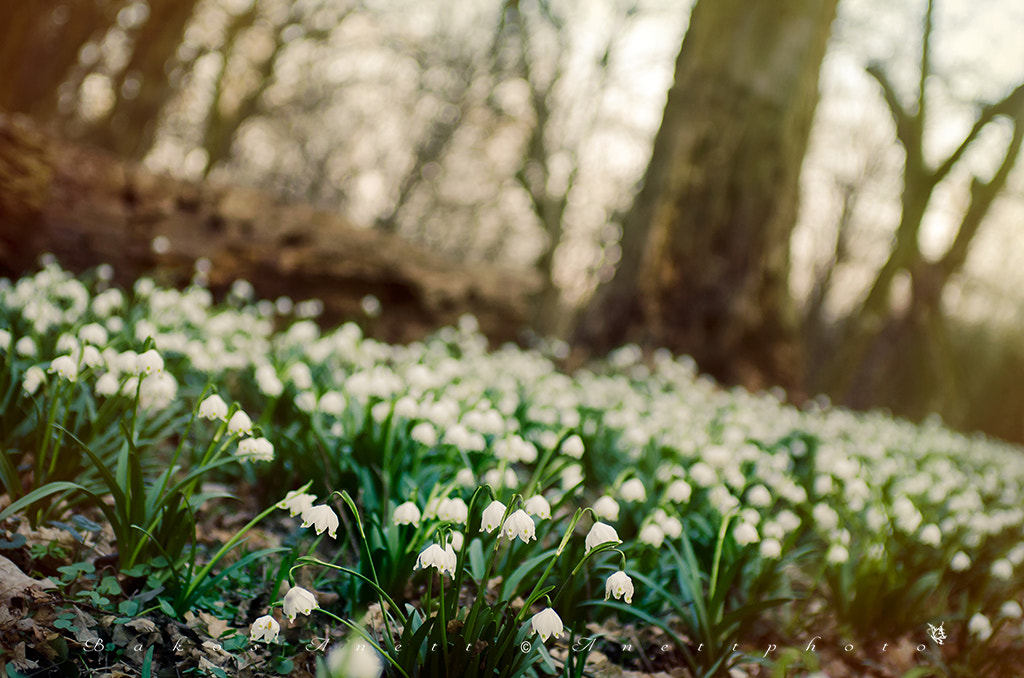 Nikon D7000 + Sigma 50mm F2.8 EX DG Macro sample photo. Snowflake field photography