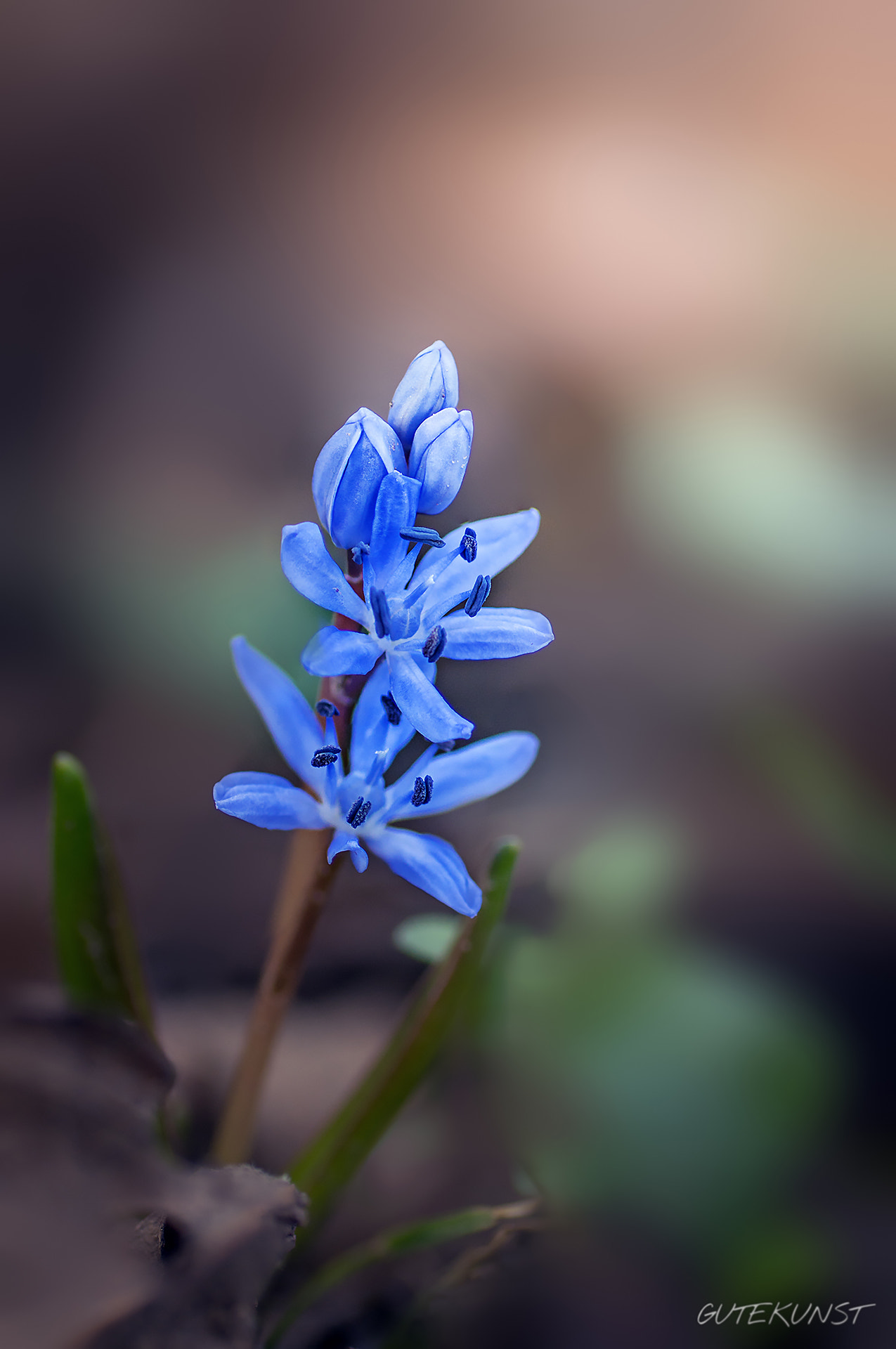Sony ILCA-77M2 + Tamron SP AF 90mm F2.8 Di Macro sample photo. Scilla photography