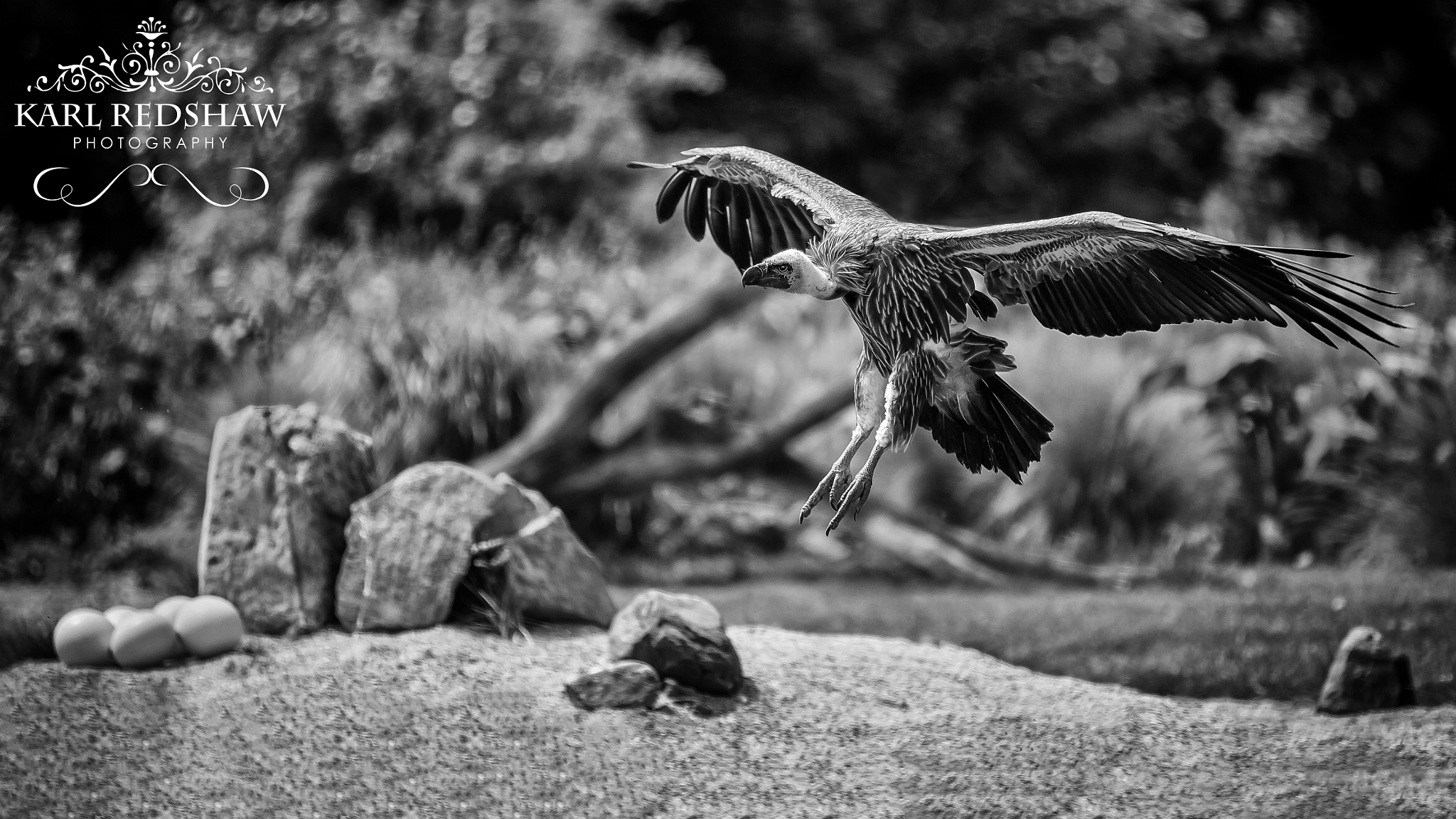 Canon EOS-1D X + Canon EF 70-200mm F2.8L IS II USM sample photo. Vulture photography