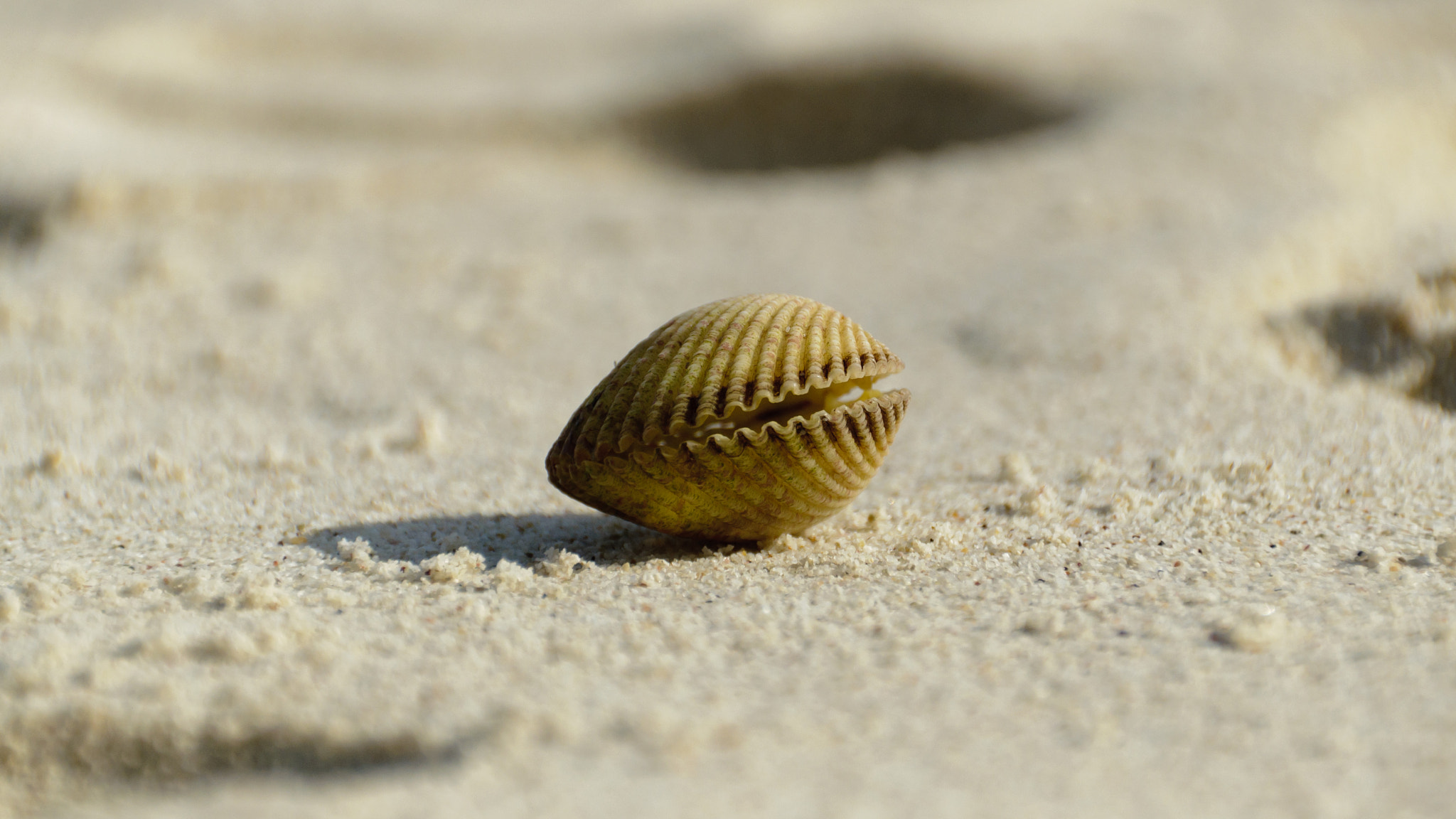 Sigma 18-200mm F3.5-6.3 II DC OS HSM sample photo. Shell photography