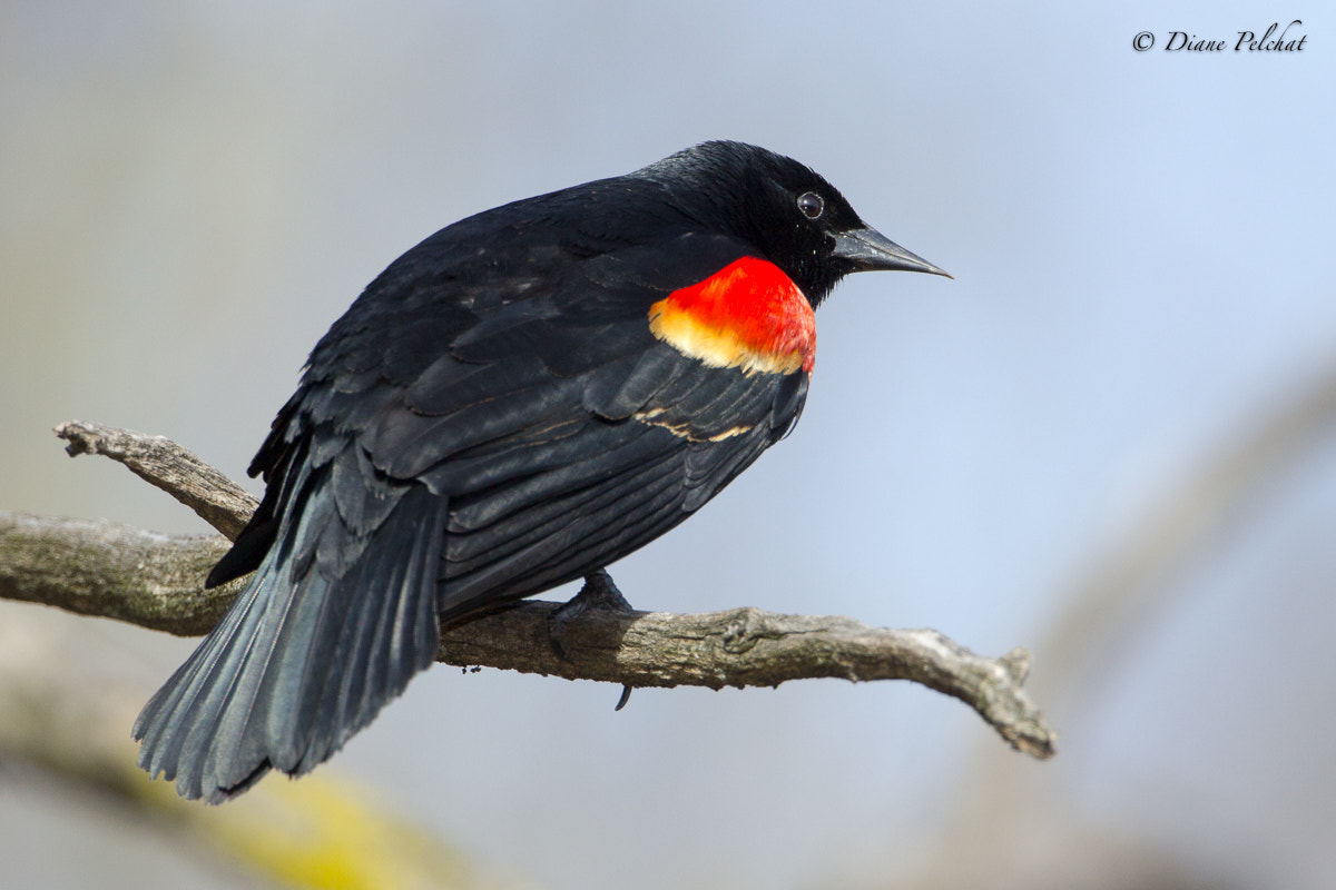 Canon EOS 60D + Canon EF 300mm F2.8L IS II USM sample photo. Red-winged blackbird-male photography