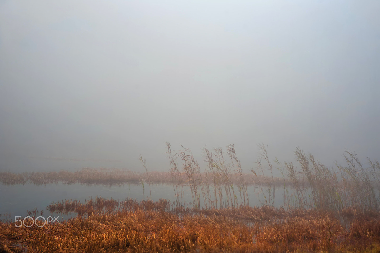 AF Zoom-Nikkor 24-120mm f/3.5-5.6D IF sample photo. Nella nebbia photography
