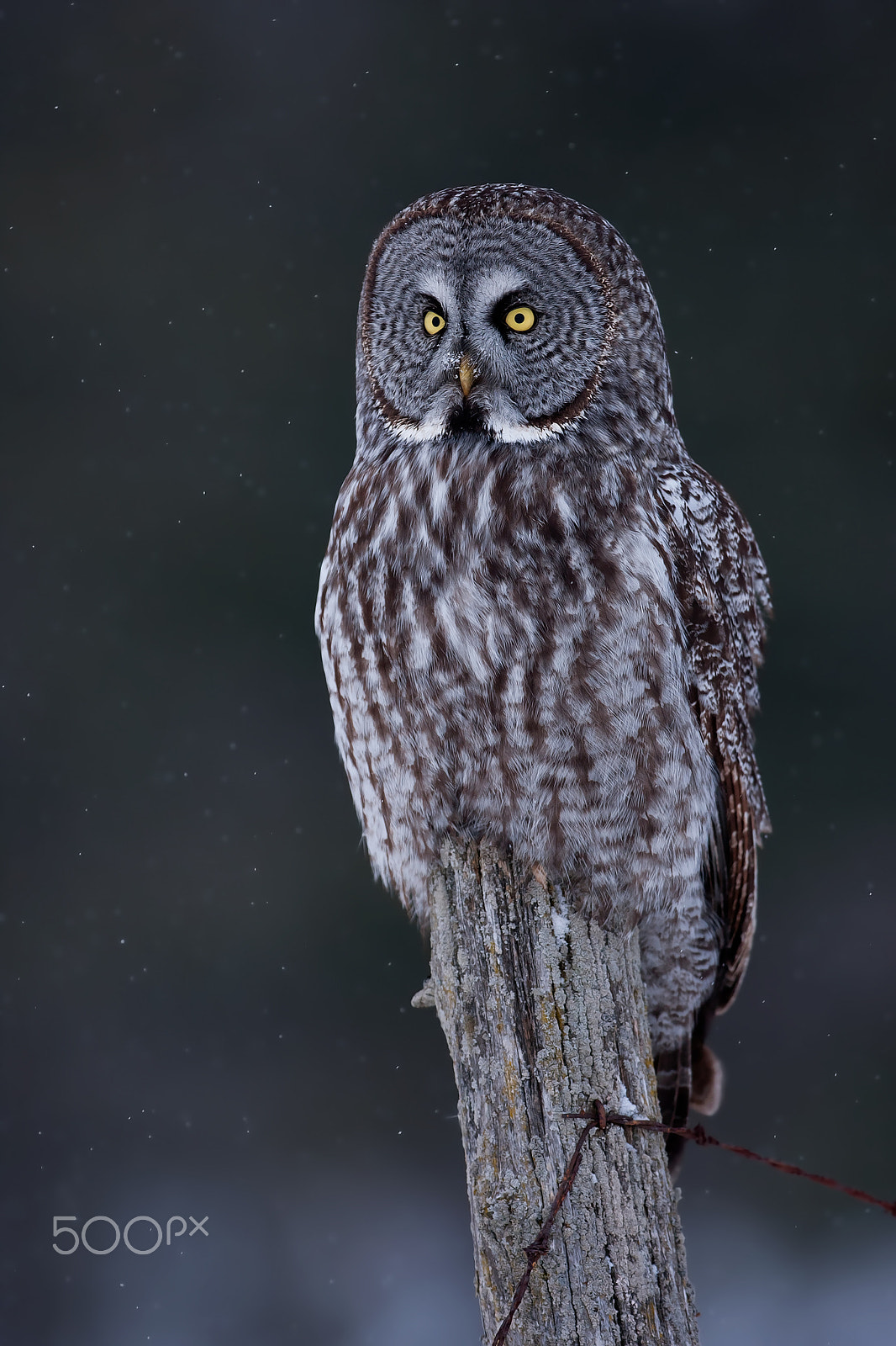 Canon EF 300mm F2.8L IS II USM sample photo. Great grey owl - perch photography
