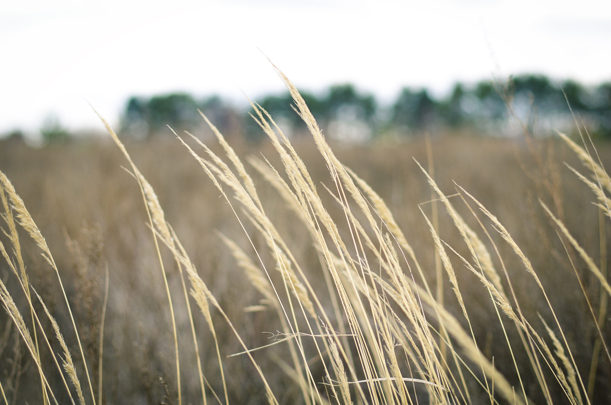 Pentax smc DA* 55mm F1.4 SDM sample photo. Spikelets photography