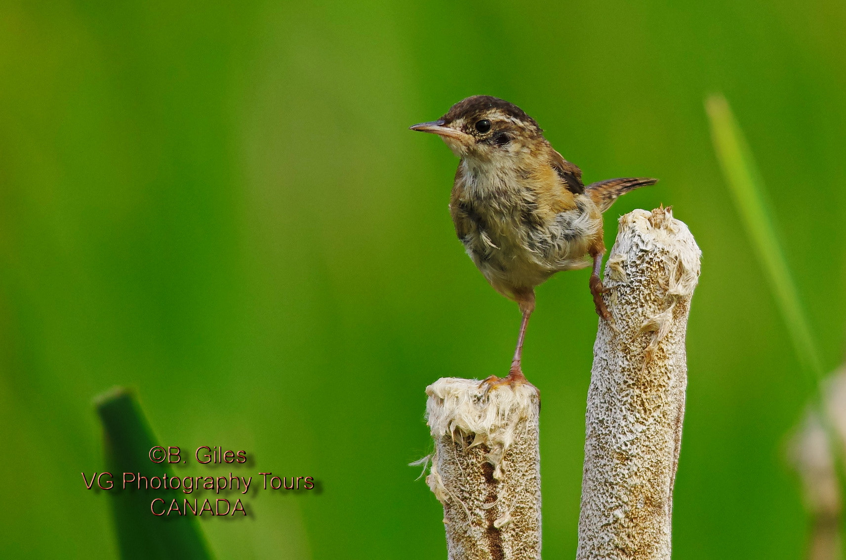 Sigma 150-500mm F5-6.3 DG OS HSM sample photo. First time out photography