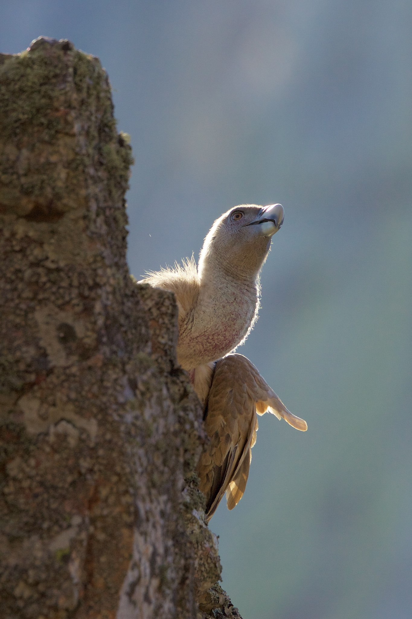 Canon EOS 5D Mark II + Canon EF 300mm F2.8L IS II USM sample photo. À () photography