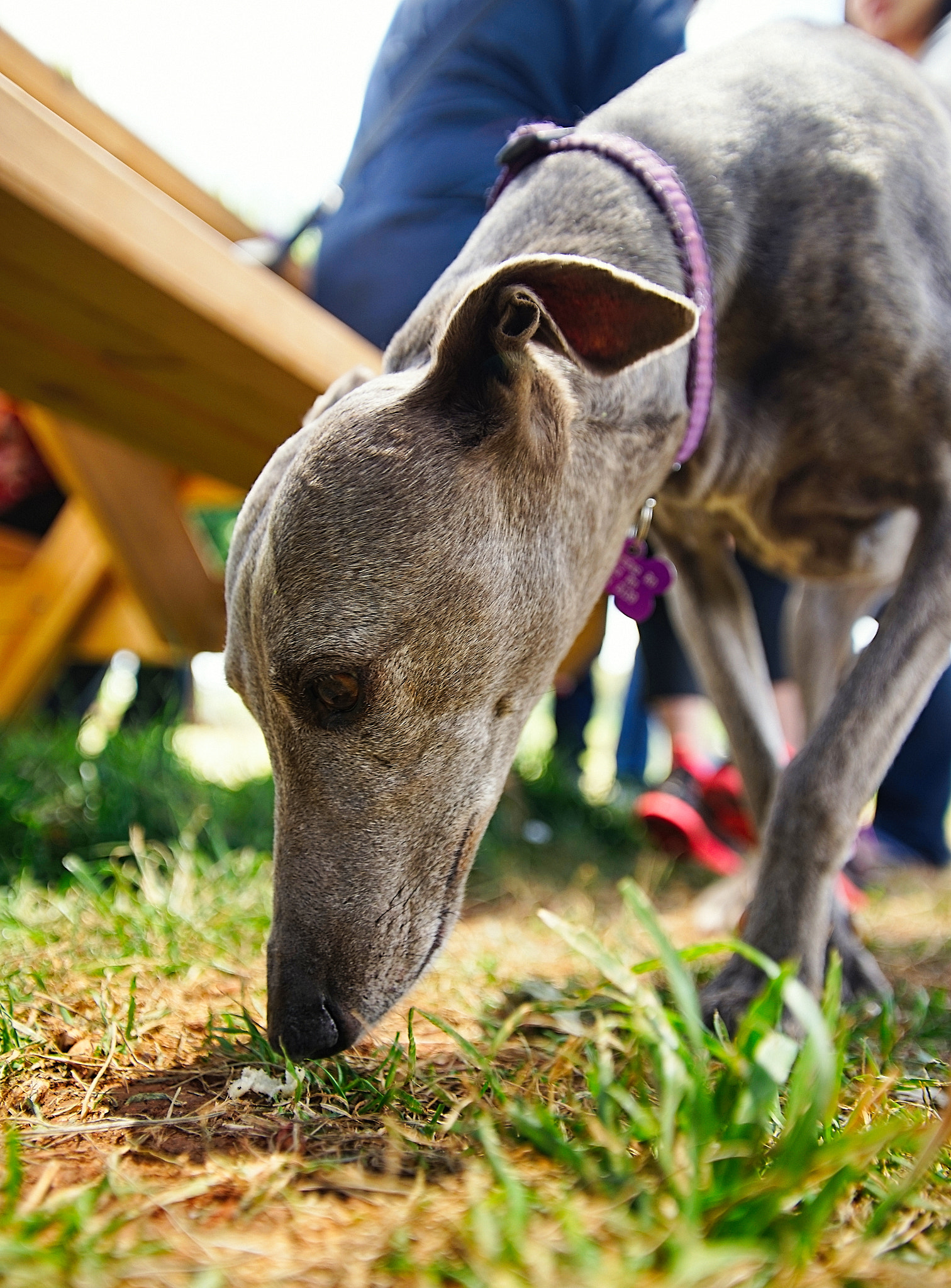 Sony a7 + Minolta AF 17-35mm F2.8-4 (D) sample photo. Grey lolly photography