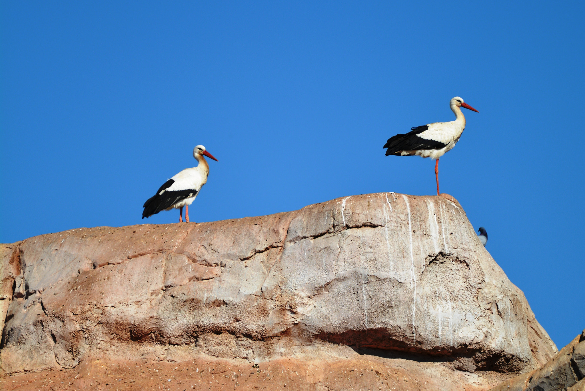 Nikon AF-S Nikkor 70-200mm F2.8G ED VR II sample photo. Storks photography