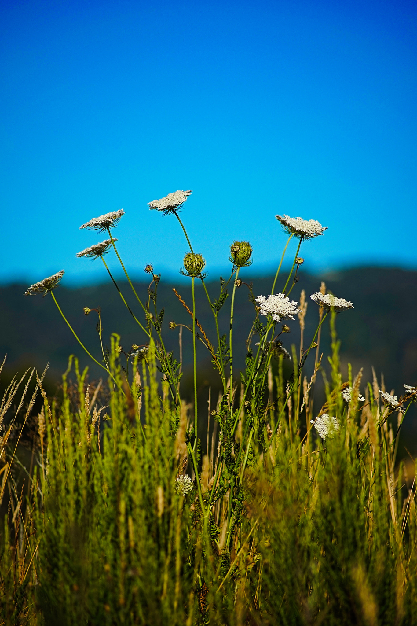 Sony 75-300mm F4.5-5.6 sample photo. Wild flowers photography