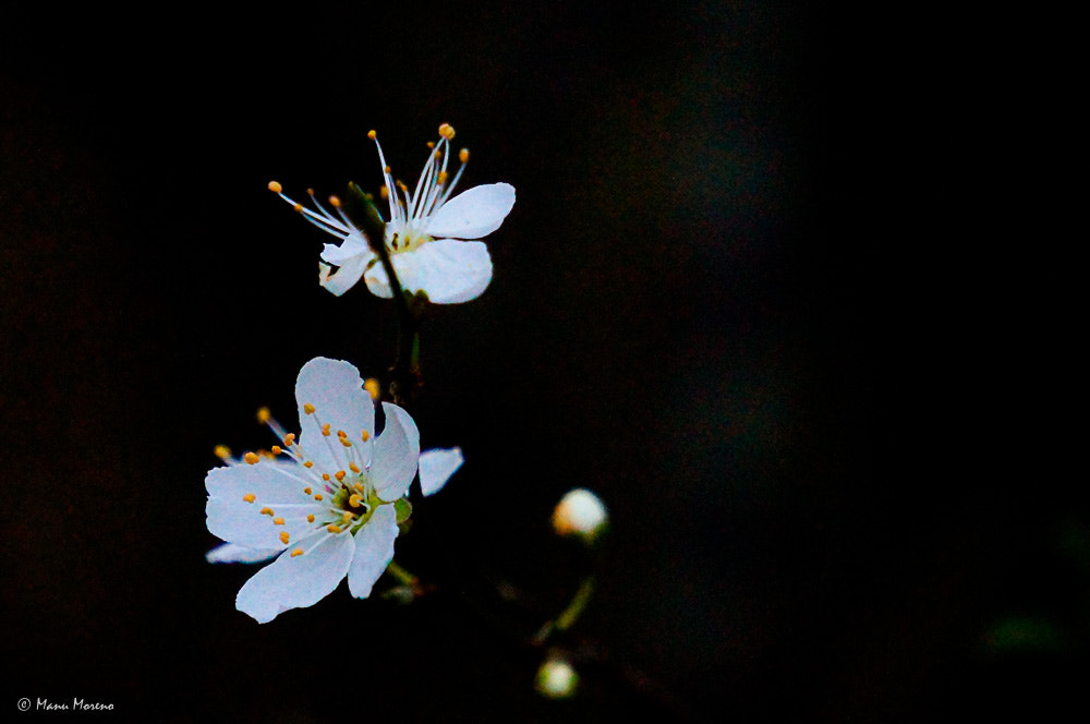 Sony Alpha NEX-F3 + Sony E 55-210mm F4.5-6.3 OSS sample photo. Flores  (2016p365/58) photography