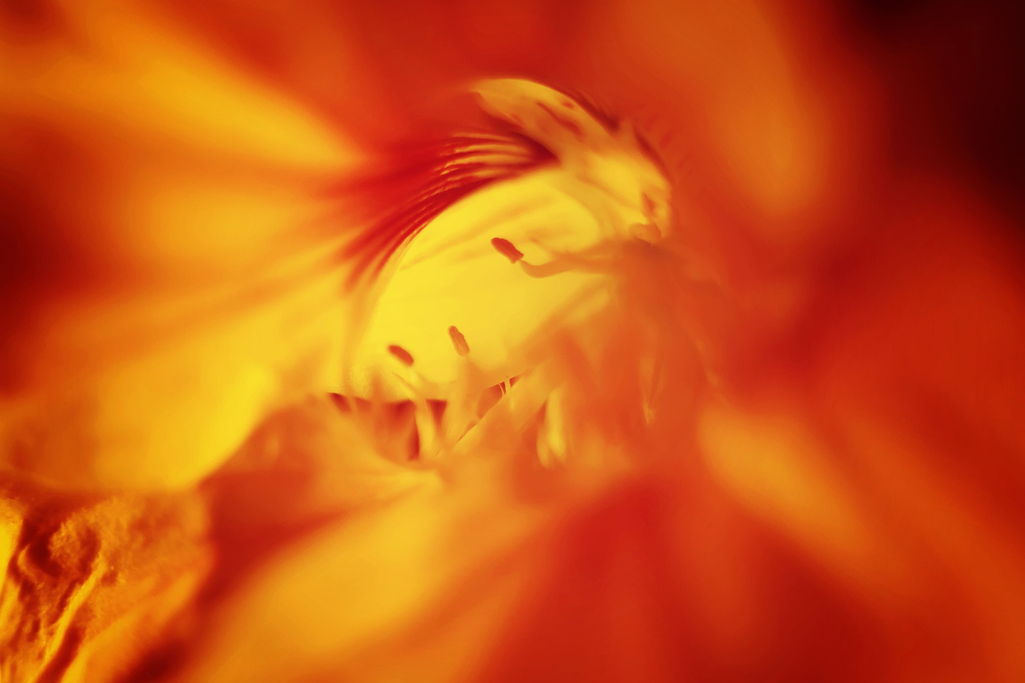 Canon EF 50mm F2.5 Macro sample photo. Vortex photography