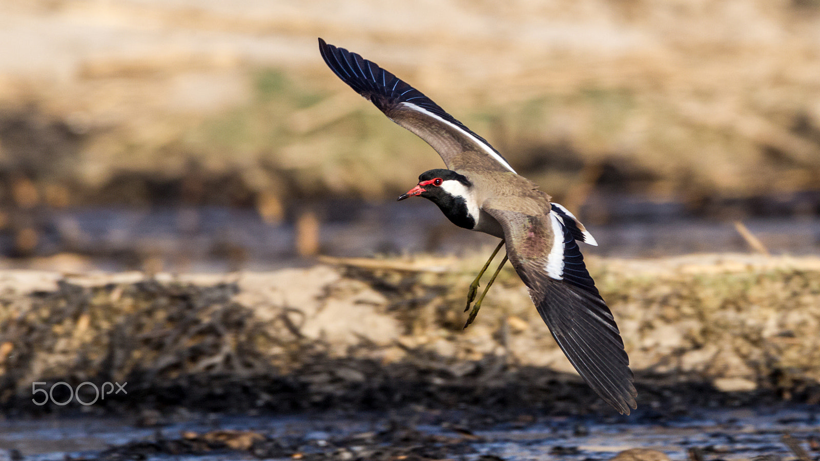 Canon EOS-1D Mark IV sample photo. Red-wattled lapwing photography