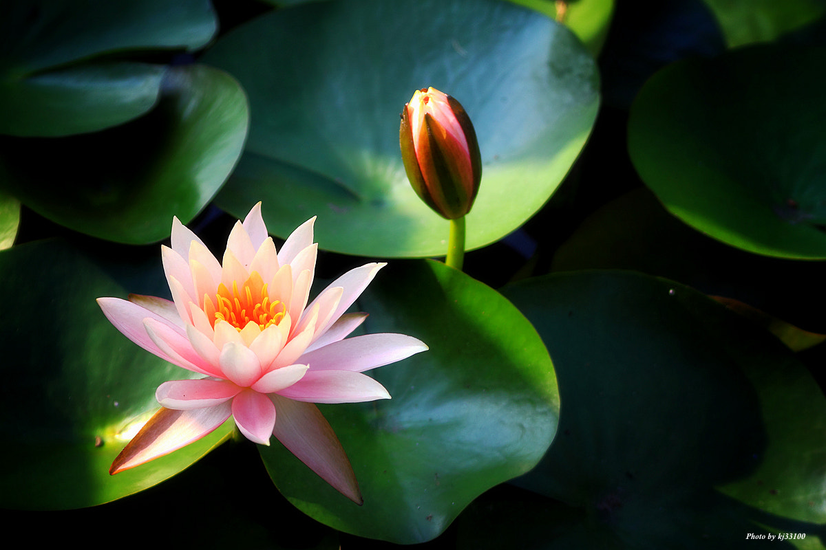 Sigma 70-300mm F4-5.6 APO DG Macro sample photo. 副本 photography