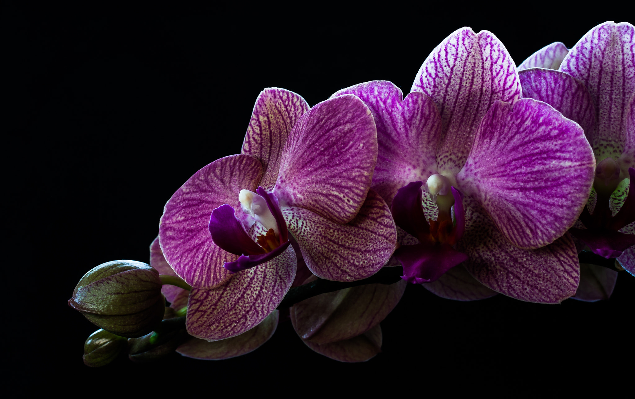 Canon EF-S 60mm F2.8 Macro USM sample photo. Purple beauty photography