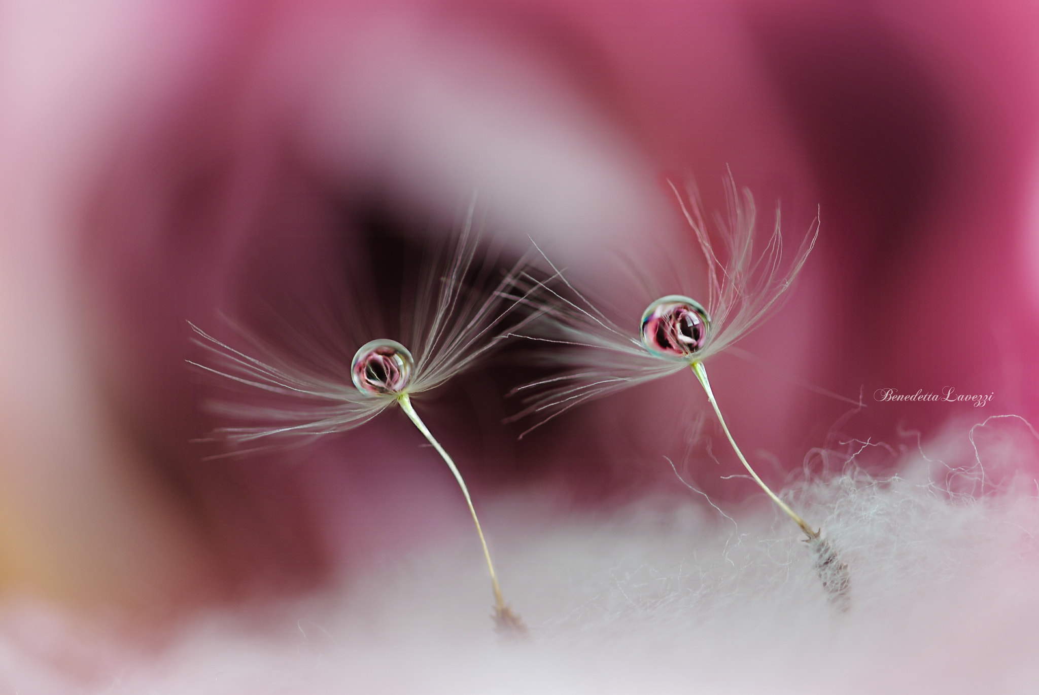 Sigma 105mm F2.8 EX DG OS HSM sample photo. Lovers photography