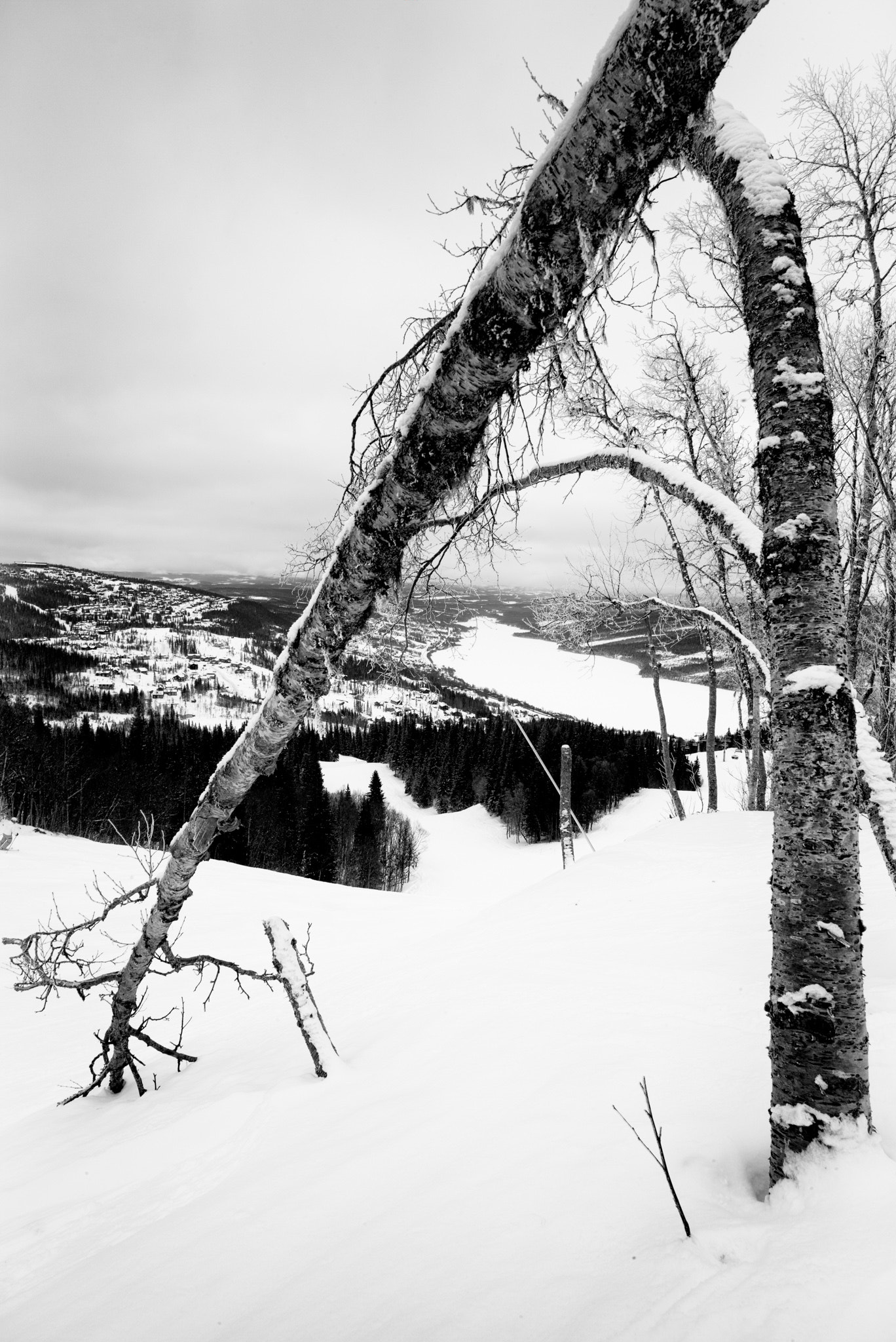 Leica Super-Elmar-M 21mm F3.4 ASPH sample photo. Fallen! photography